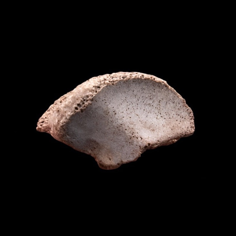 Rare Early Miocene Rhino Side Hoof Florida Fossils