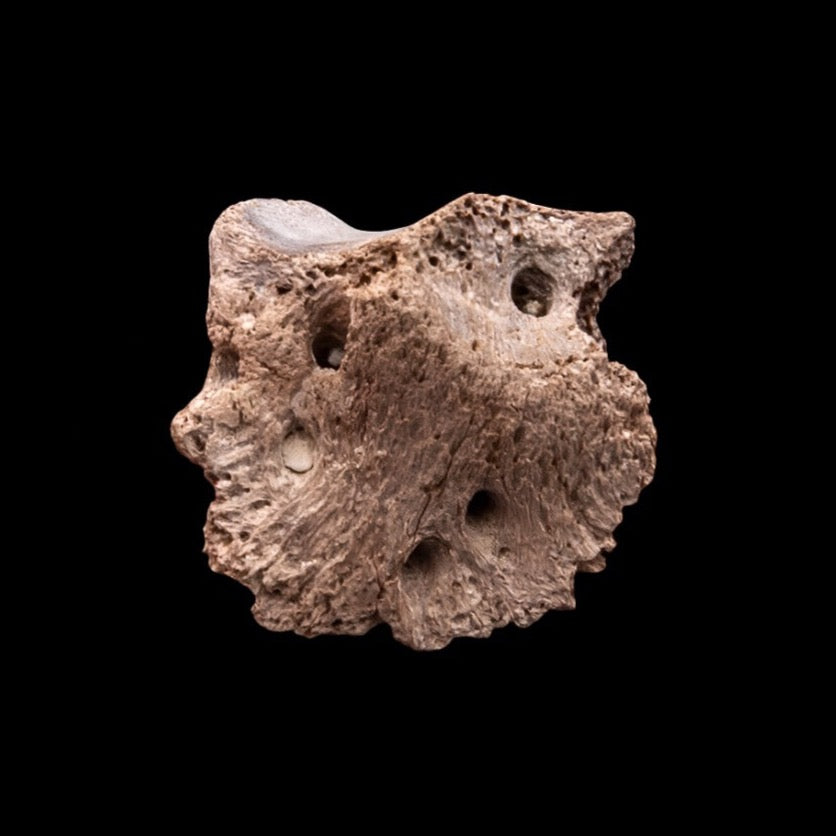 Rare Early Miocene Rhino Side Hoof Florida Fossils