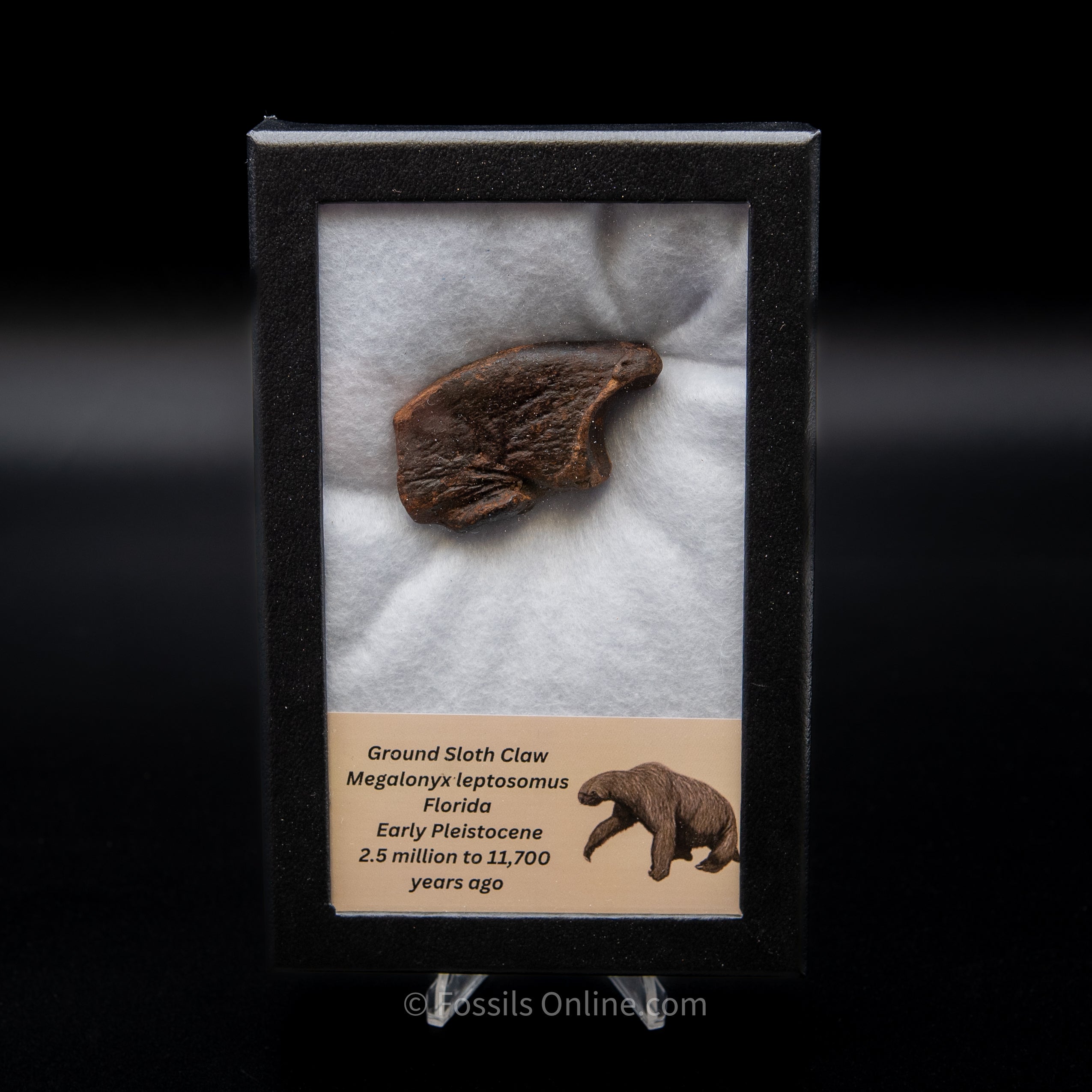 Ground Sloth Claw in a Med Case