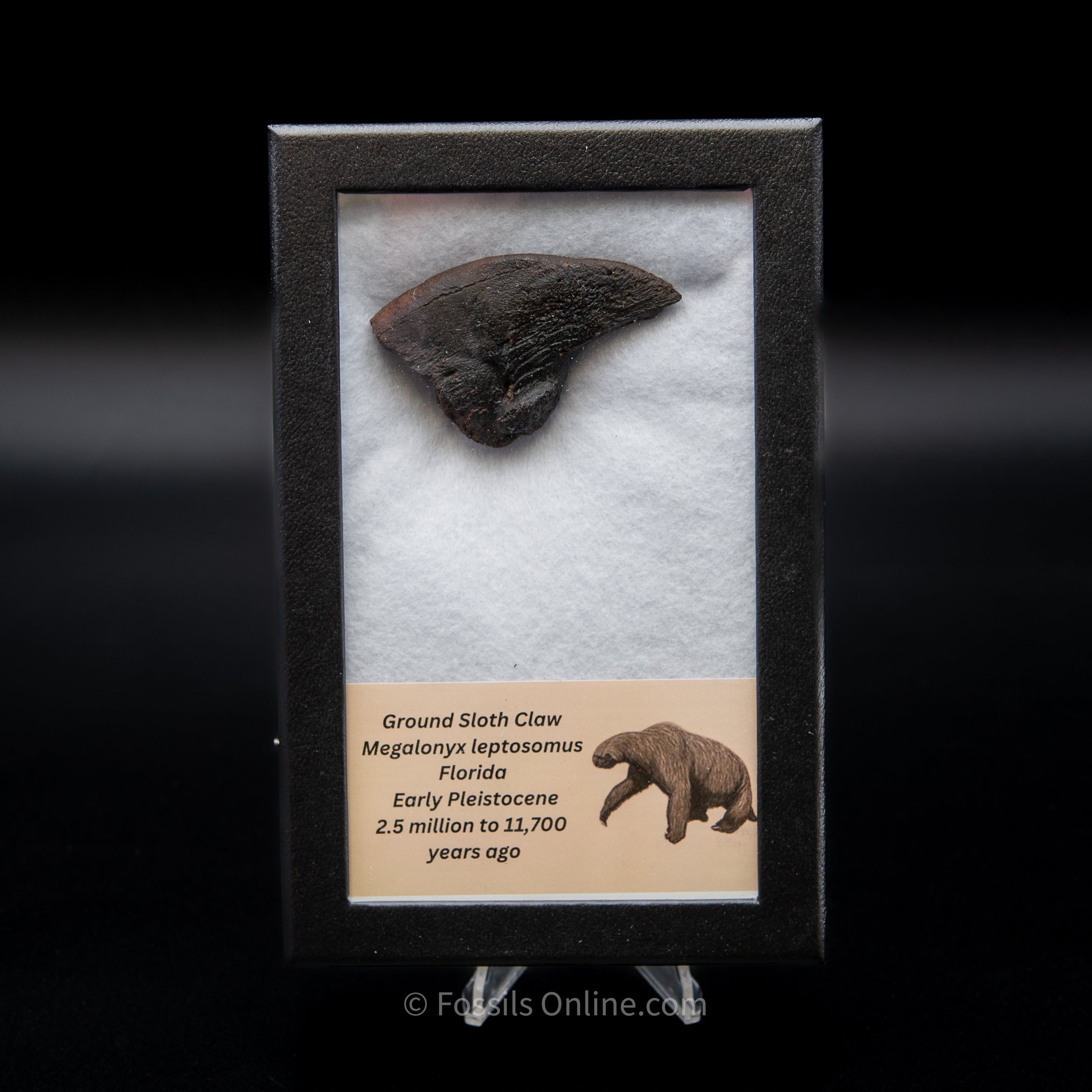 Ground Sloth Claw in a Med Case