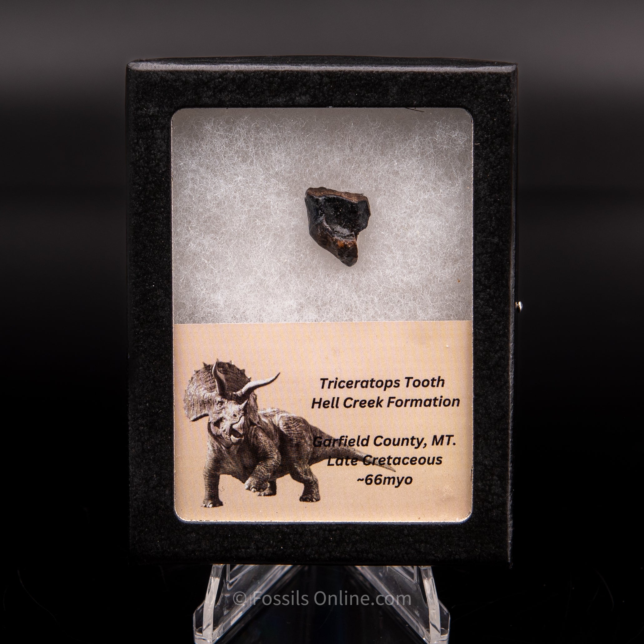 Triceratops Tooth Sm Case