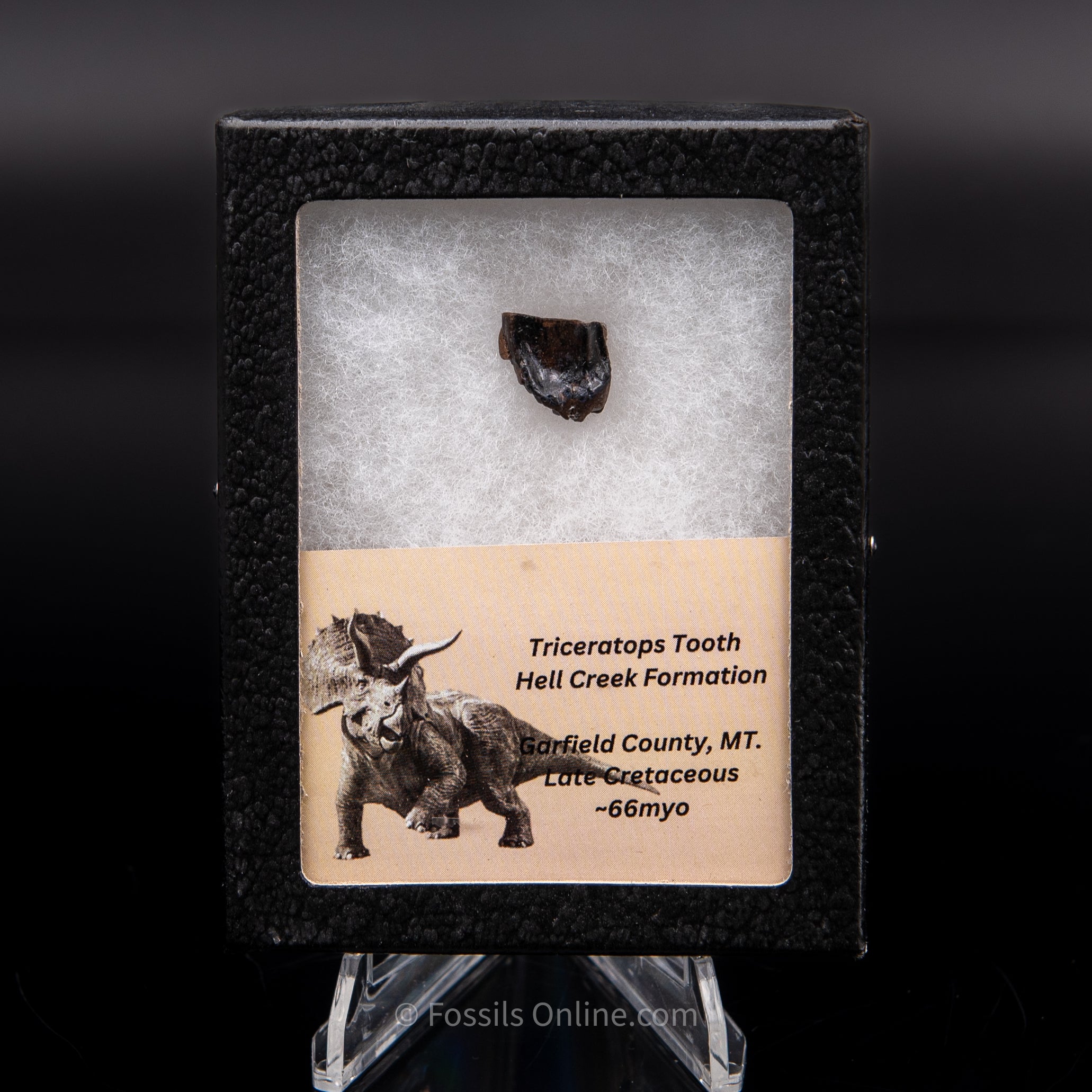 Triceratops Tooth Sm Case