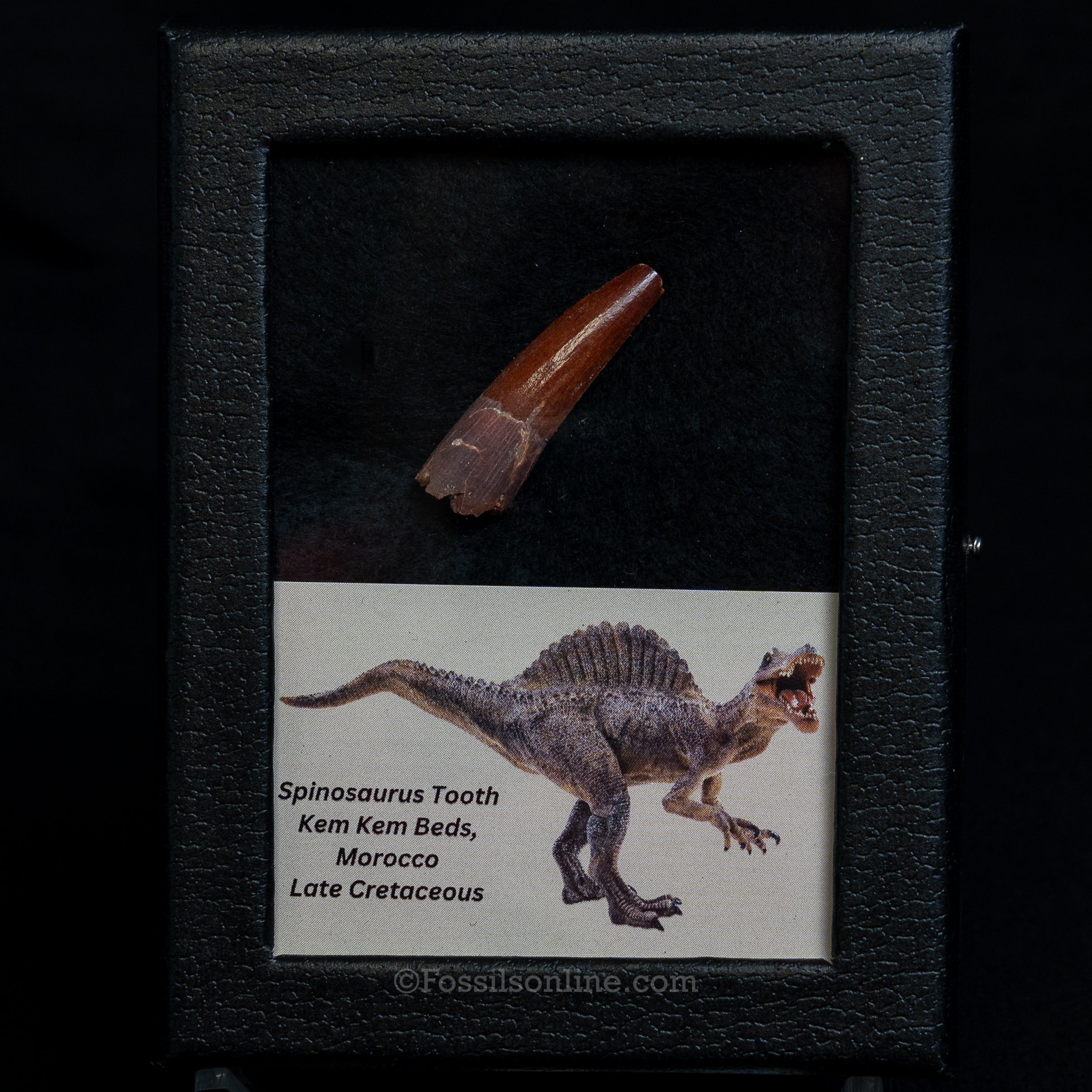 Choice Spinosaurus Dinosaur Tooth Sm Case