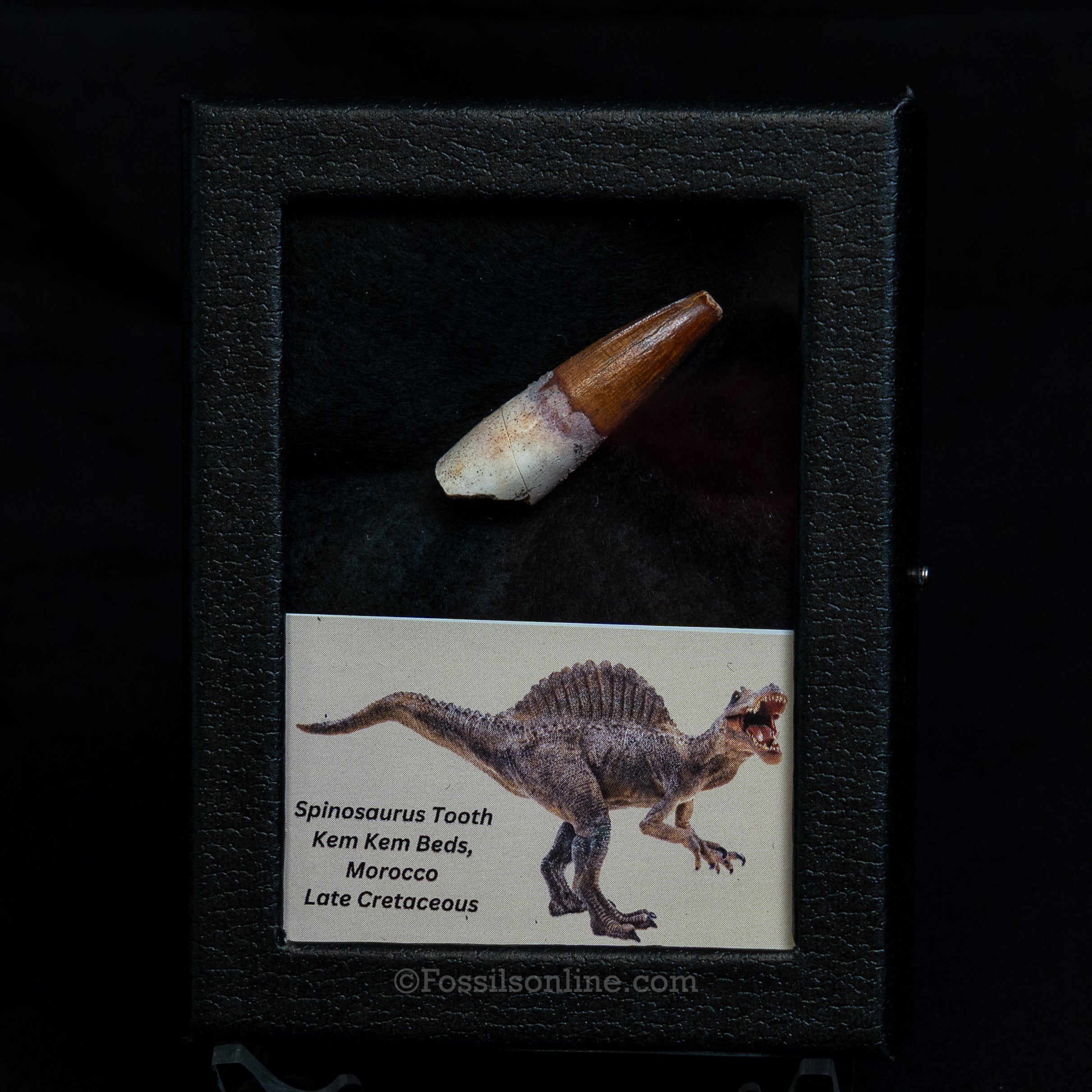Choice Spinosaurus Dinosaur Tooth Sm Case