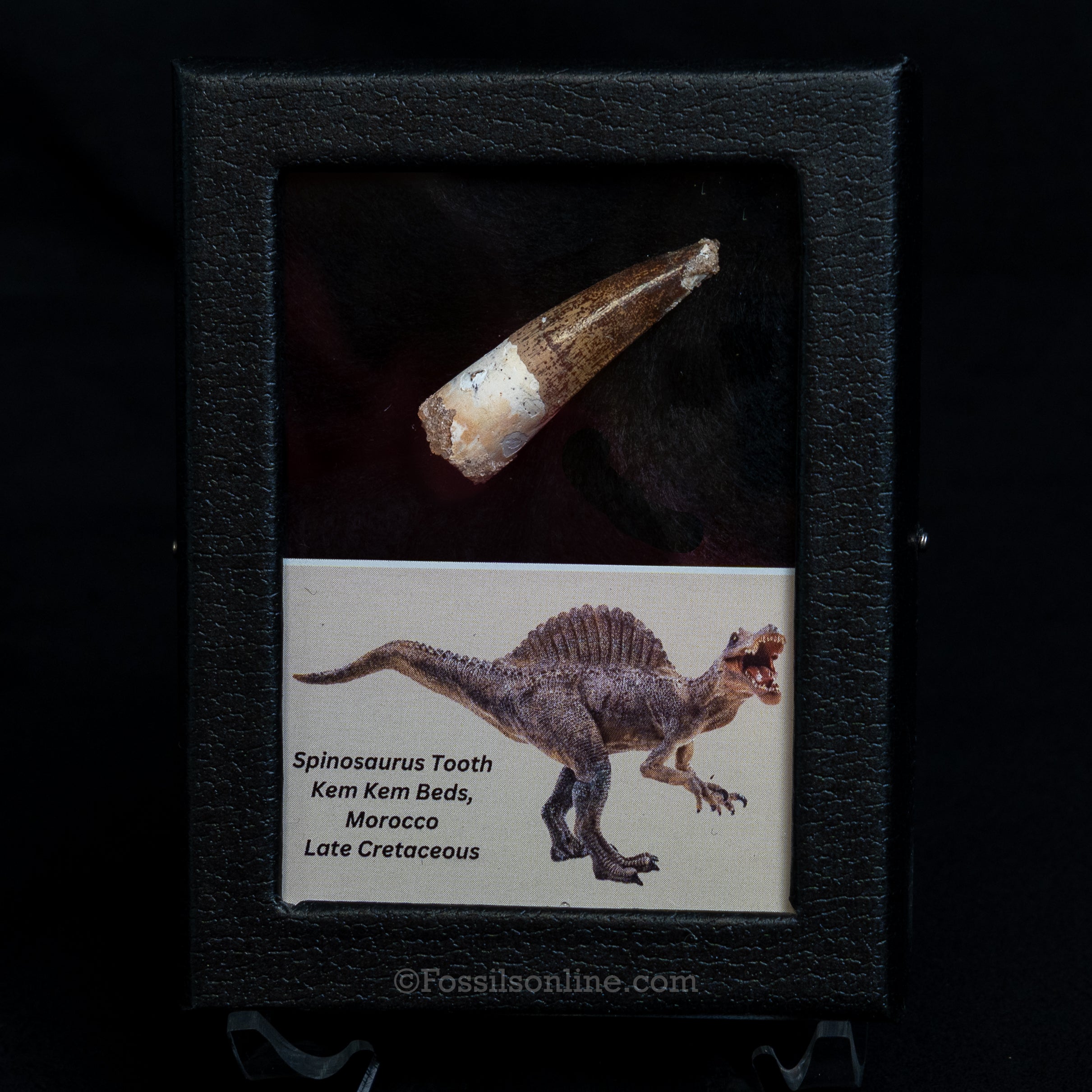Choice Spinosaurus Dinosaur Tooth Sm Case