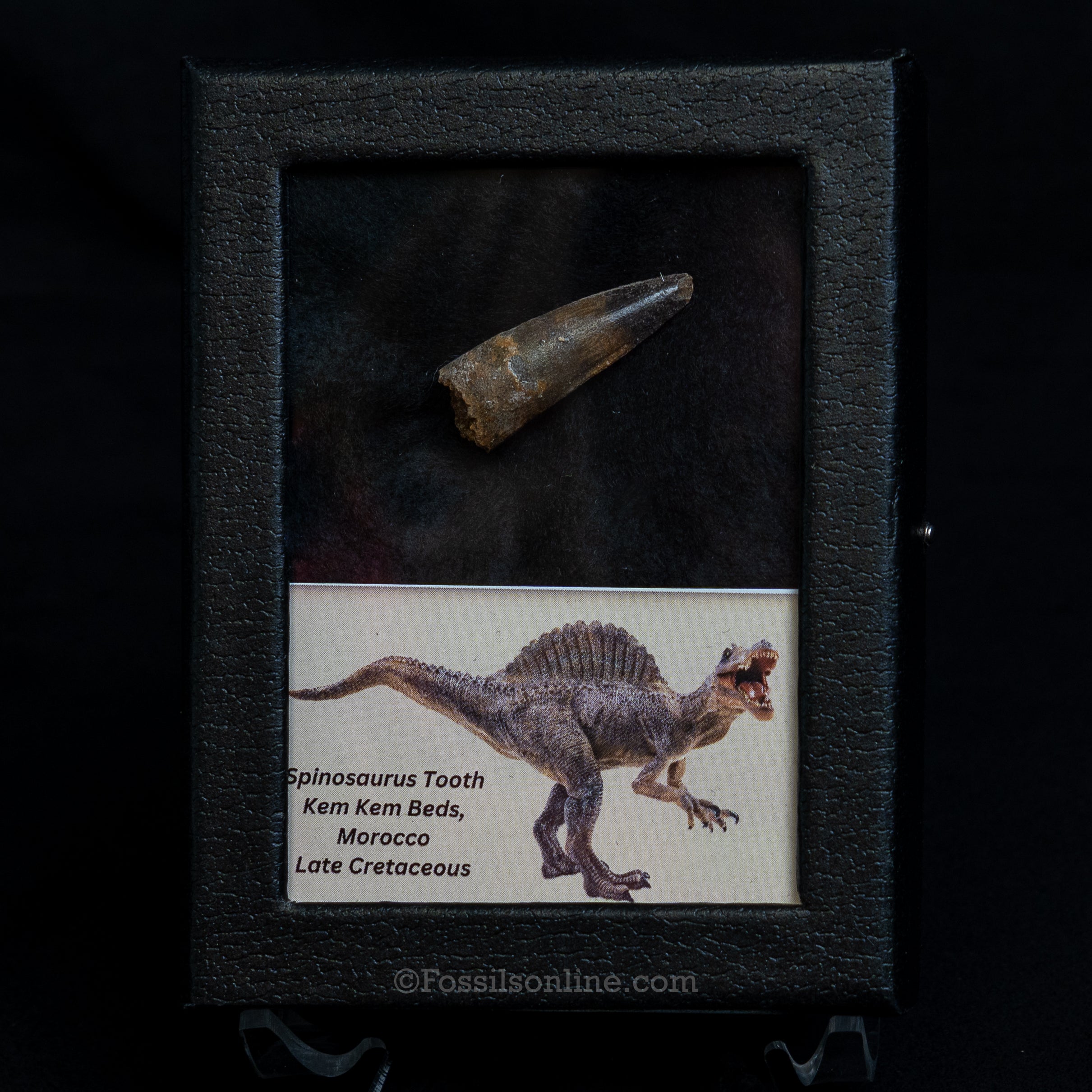 Choice Spinosaurus Dinosaur Tooth Sm Case