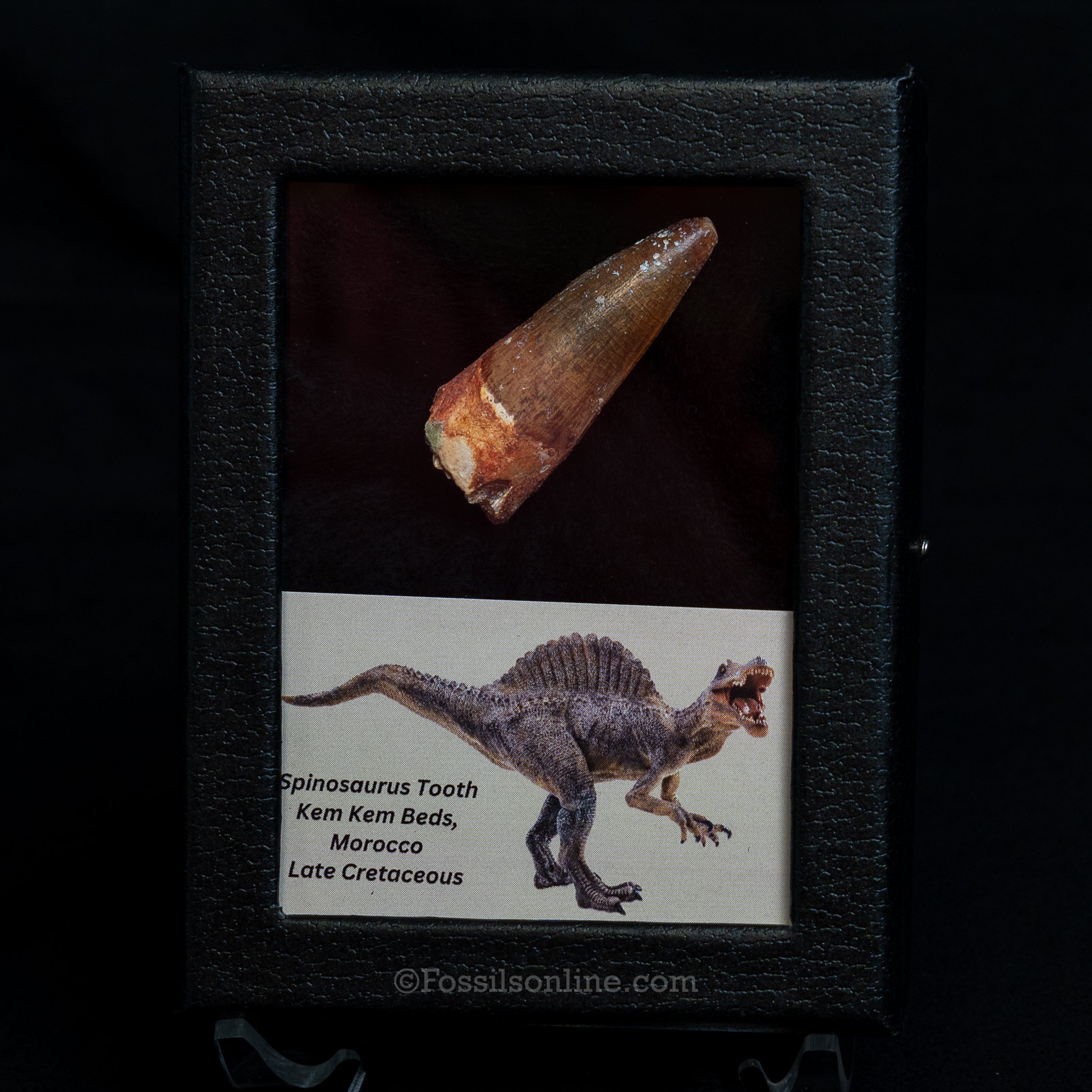 Choice Spinosaurus Dinosaur Tooth Sm Case