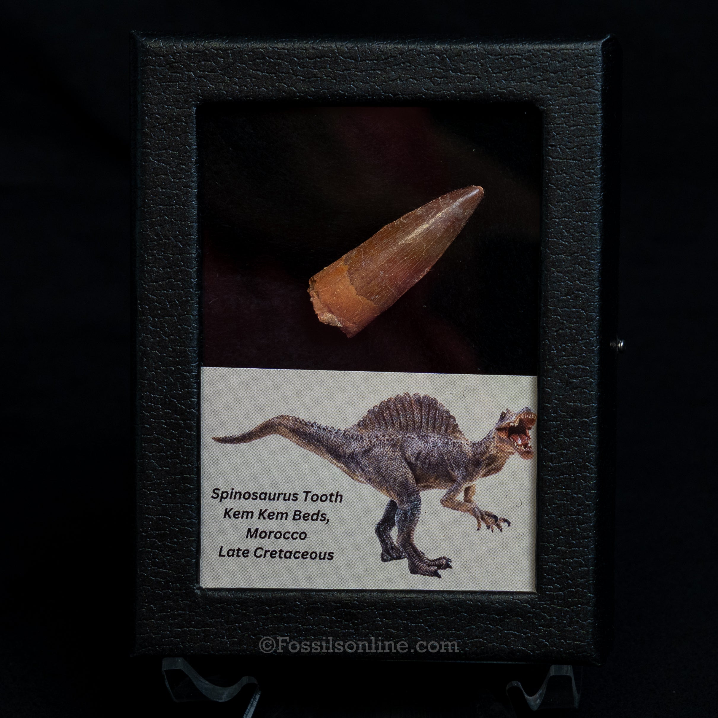 Choice Spinosaurus Dinosaur Tooth Sm Case