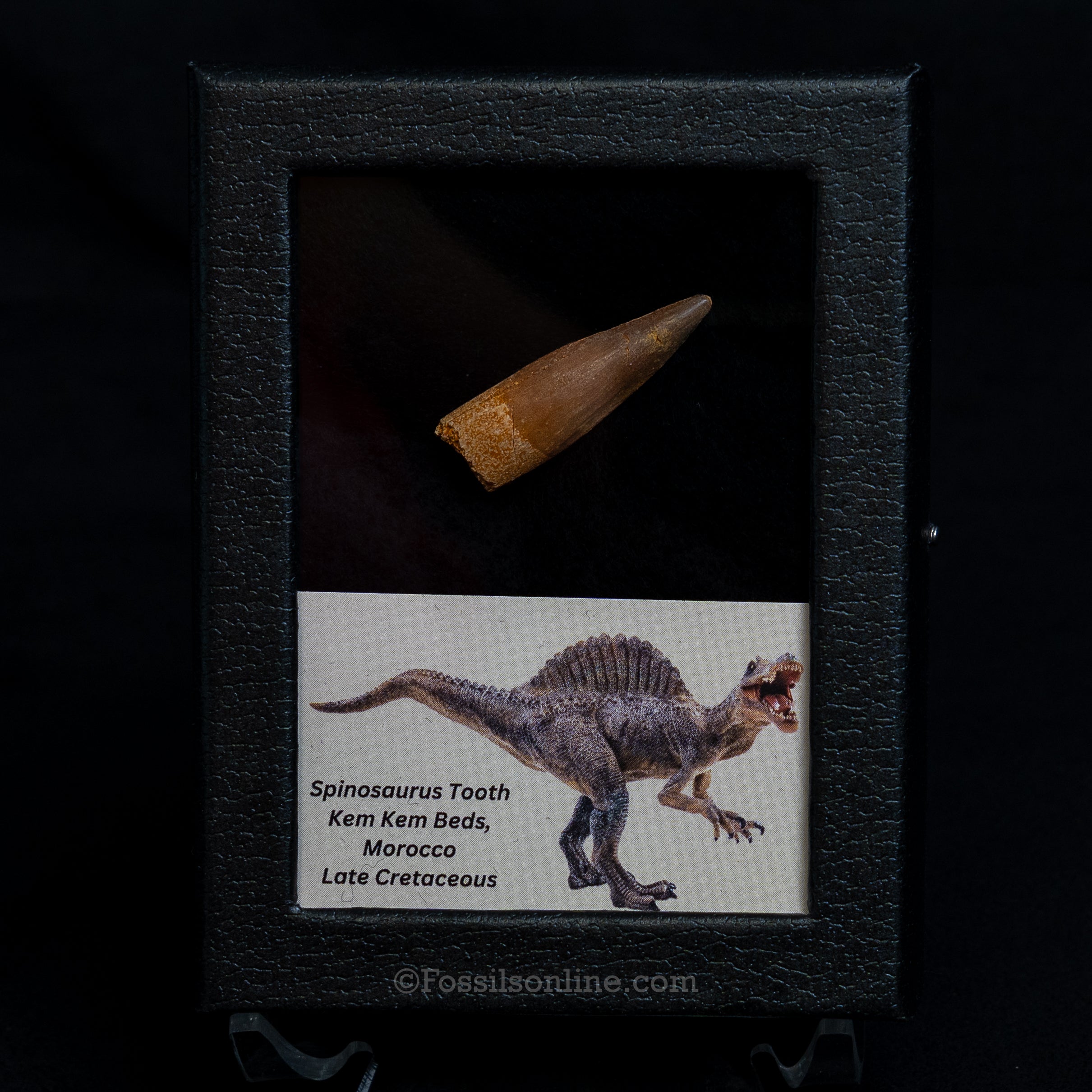 Choice Spinosaurus Dinosaur Tooth Sm Case