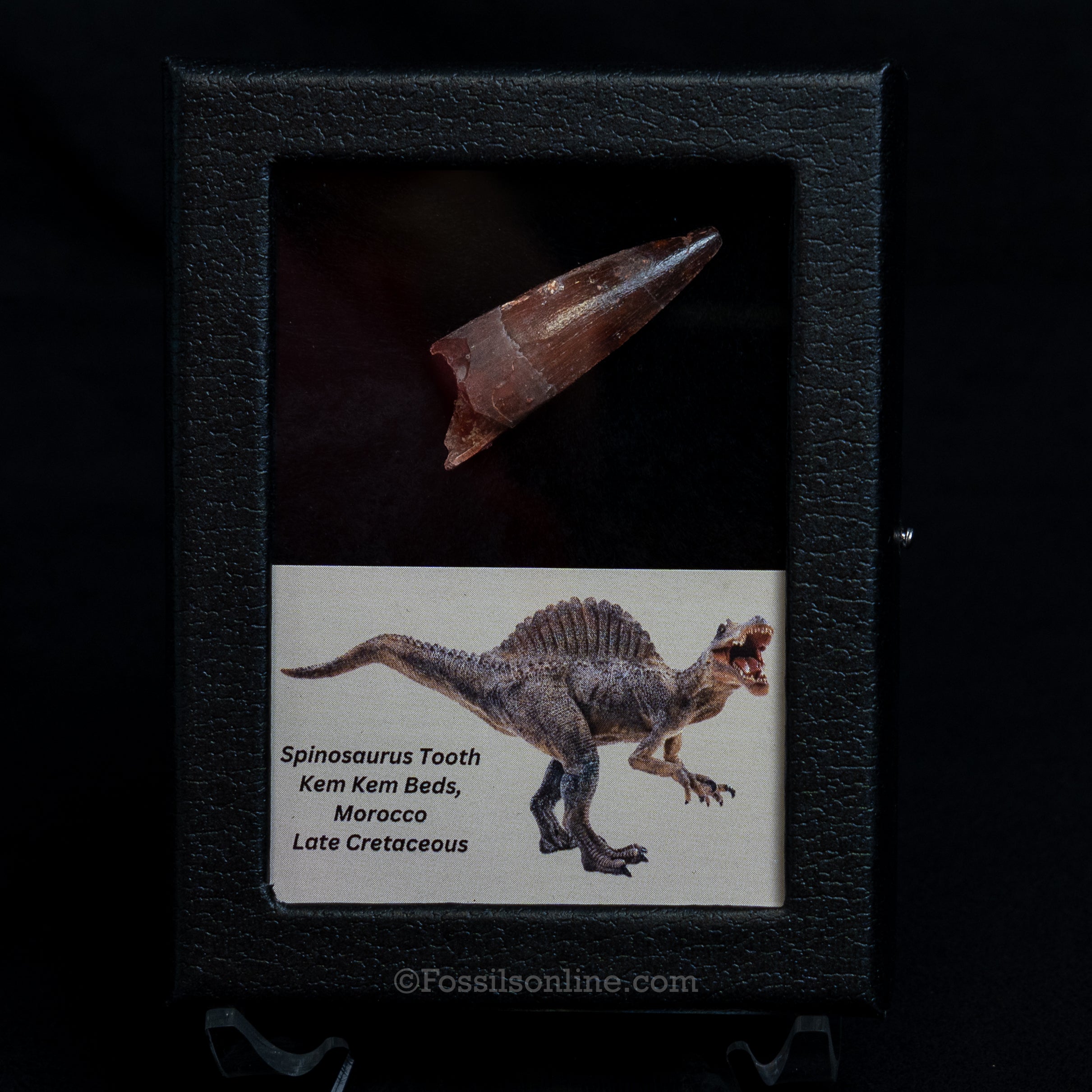 Choice Spinosaurus Dinosaur Tooth Sm Case