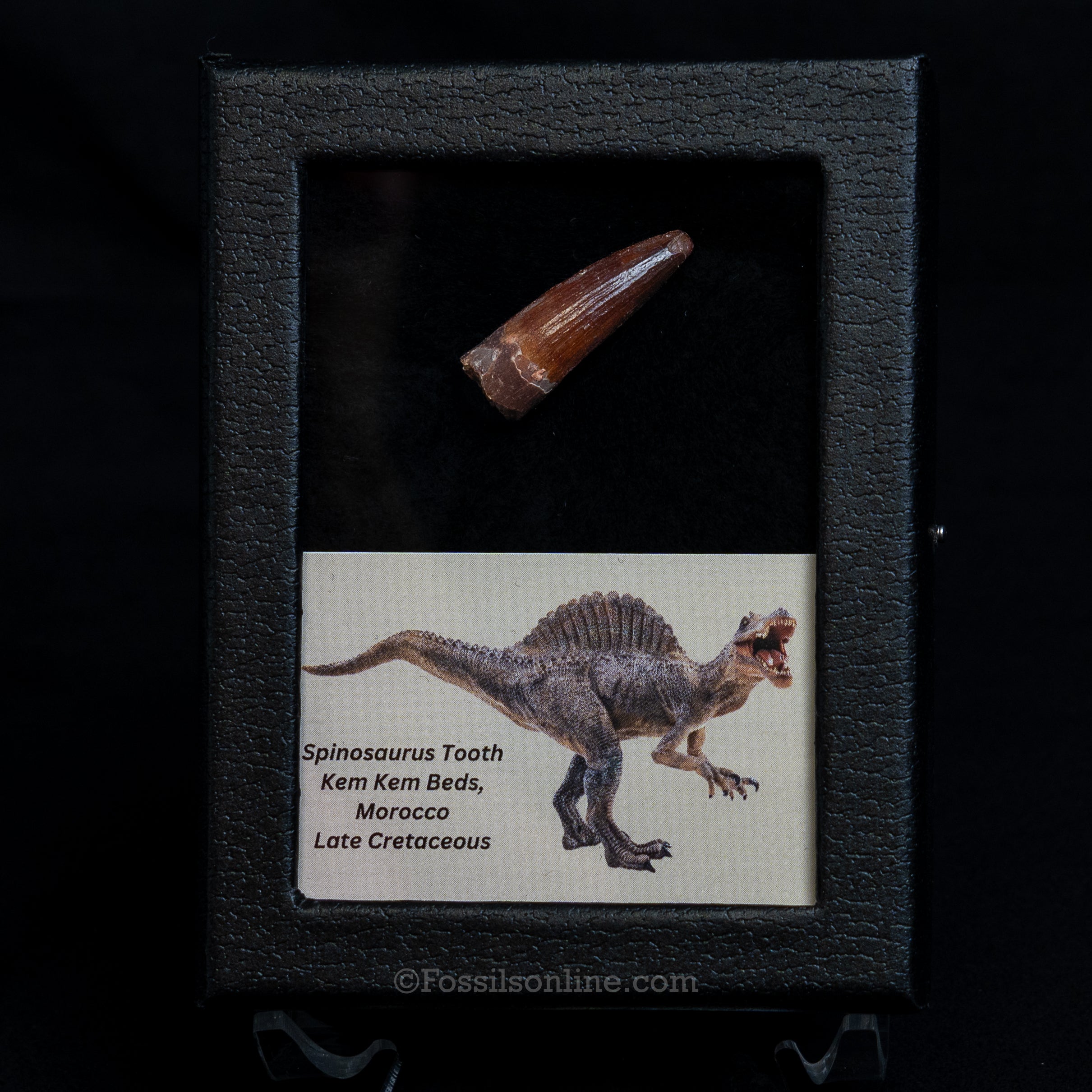 Choice Spinosaurus Dinosaur Tooth Sm Case