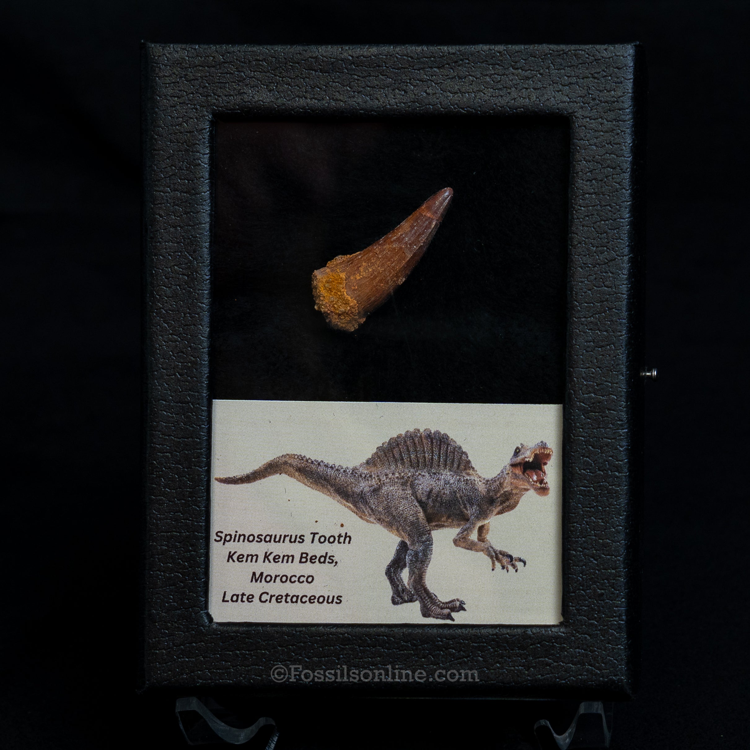 Choice Spinosaurus Dinosaur Tooth Sm Case