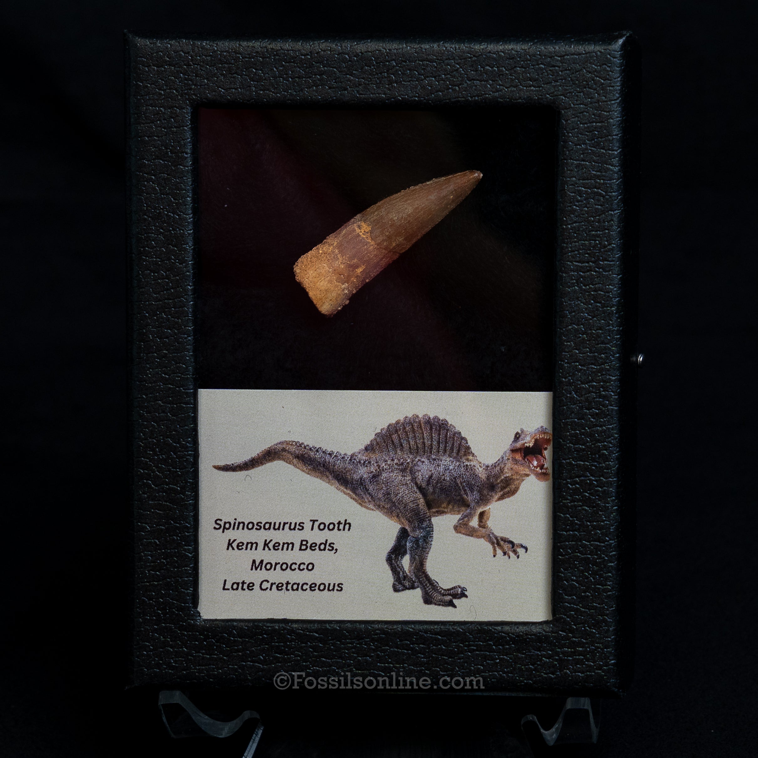 Choice Spinosaurus Dinosaur Tooth Sm Case