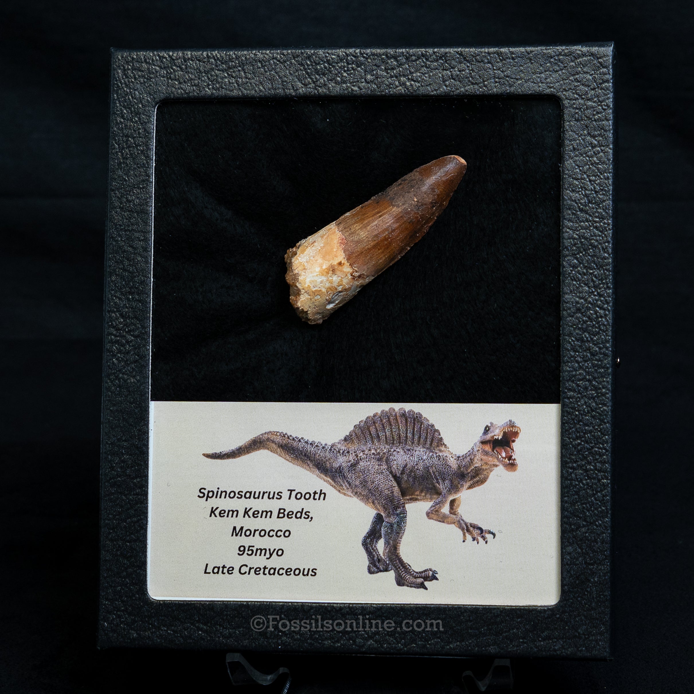 Spinosaurus Dinosaur Tooth Med Case