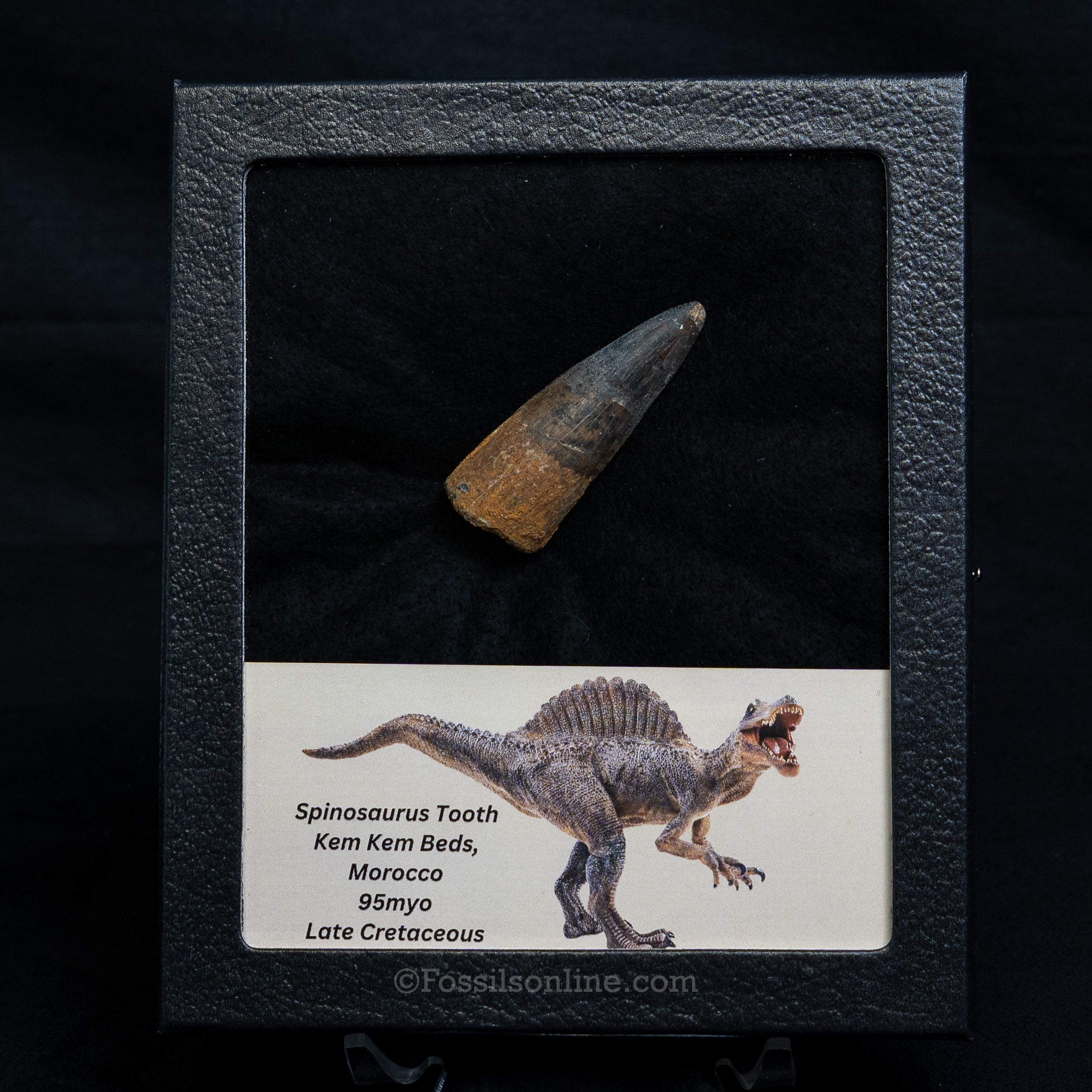 Spinosaurus Dinosaur Tooth Med Case