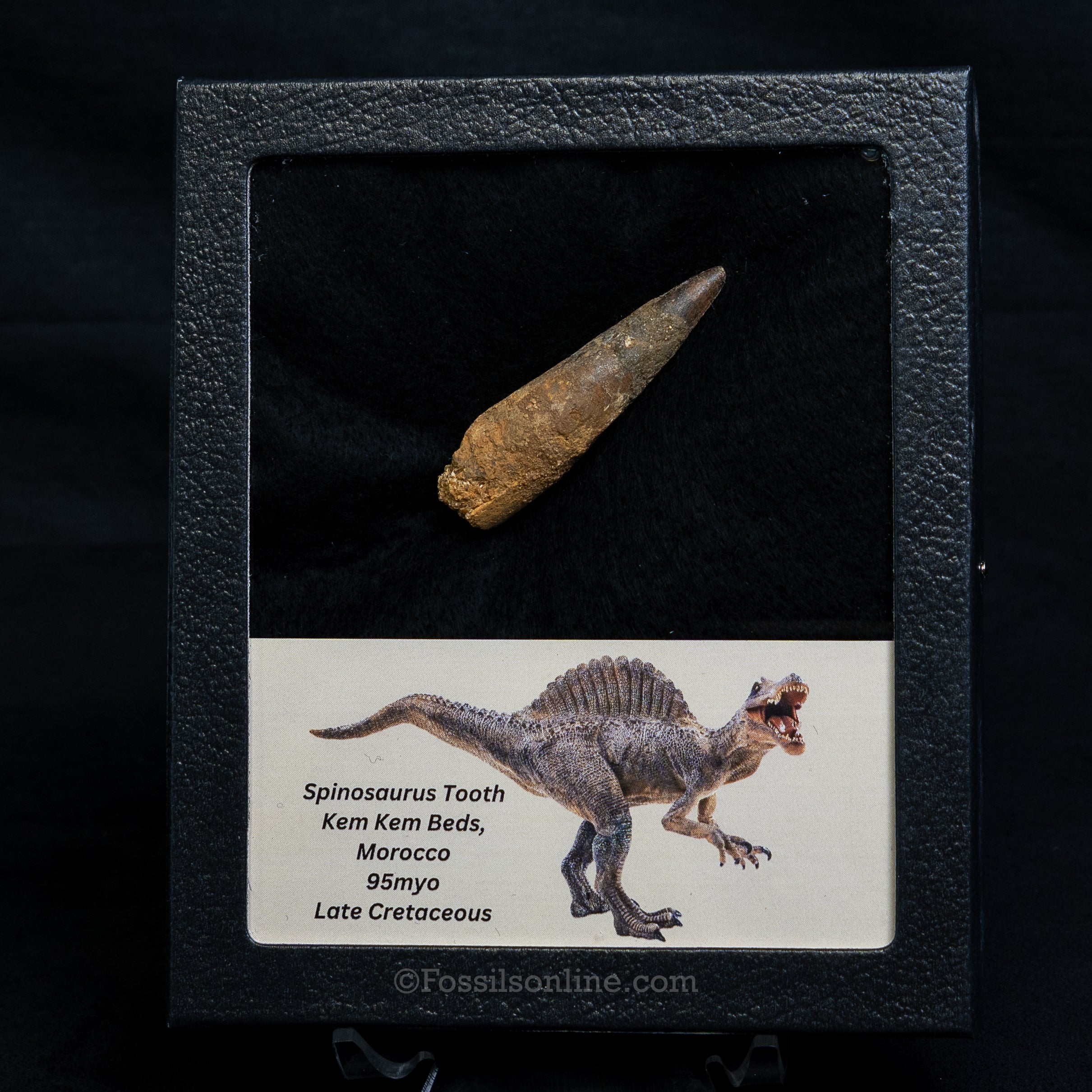 Spinosaurus Dinosaur Tooth Med Case
