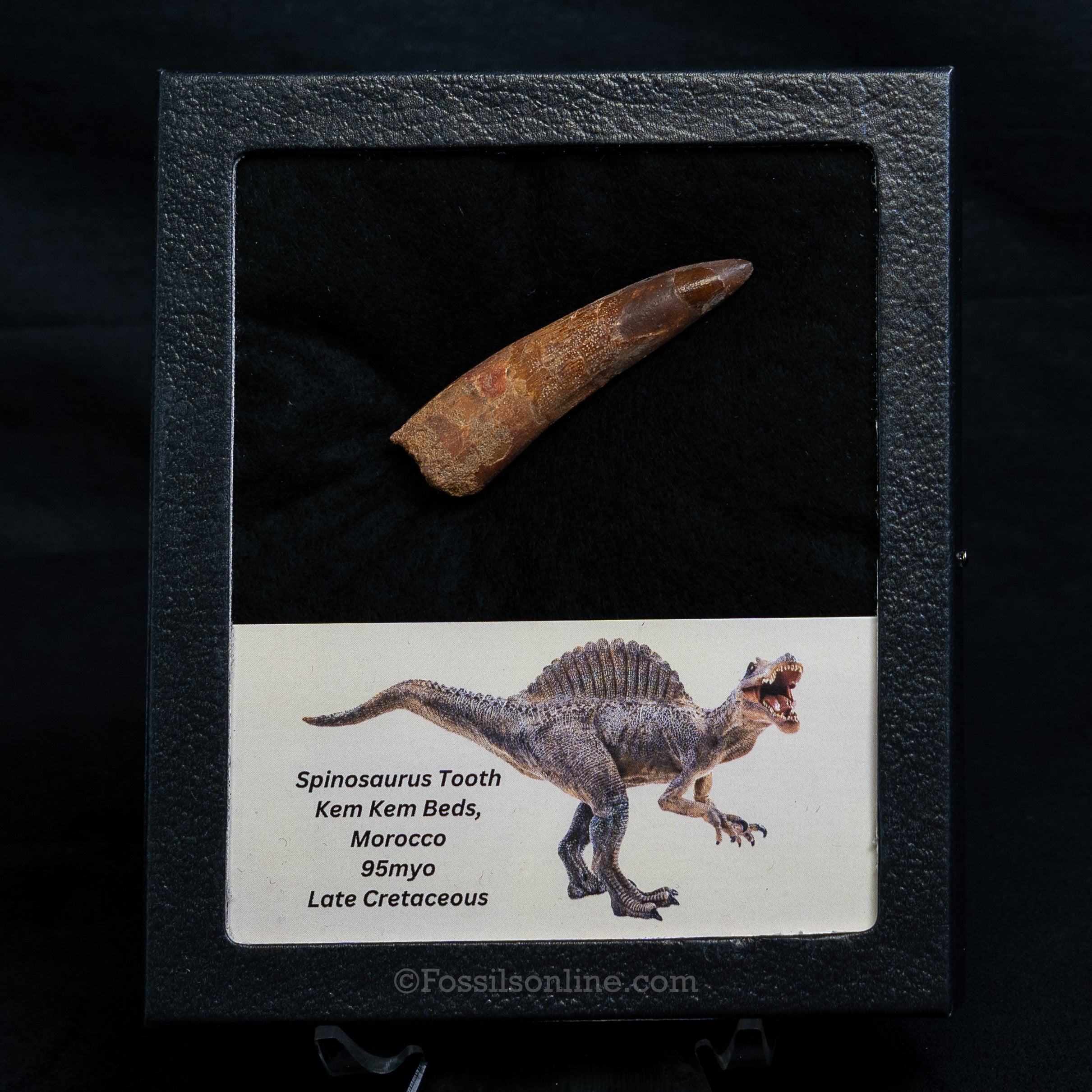 Spinosaurus Dinosaur Tooth Med Case