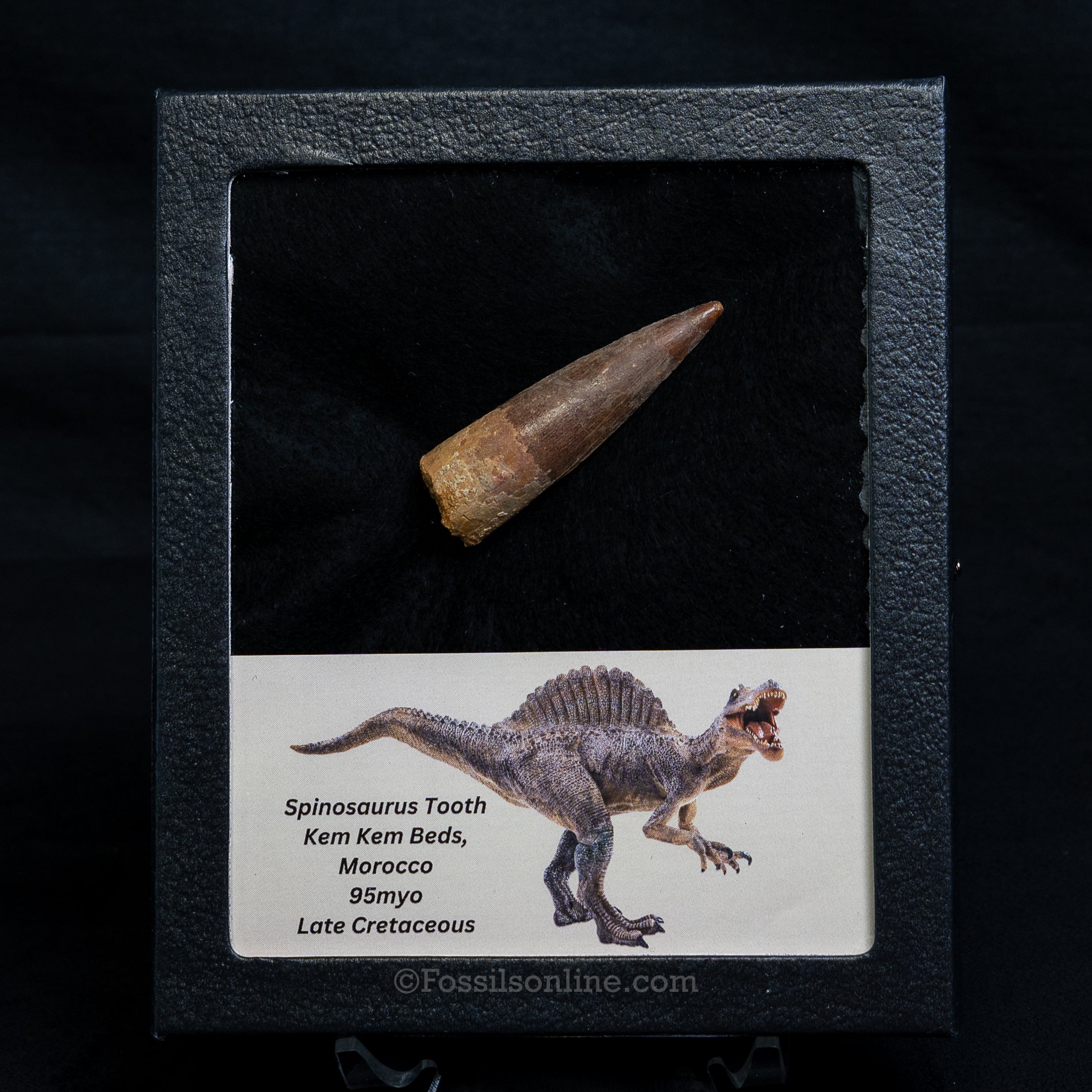 Spinosaurus Dinosaur Tooth Med Case