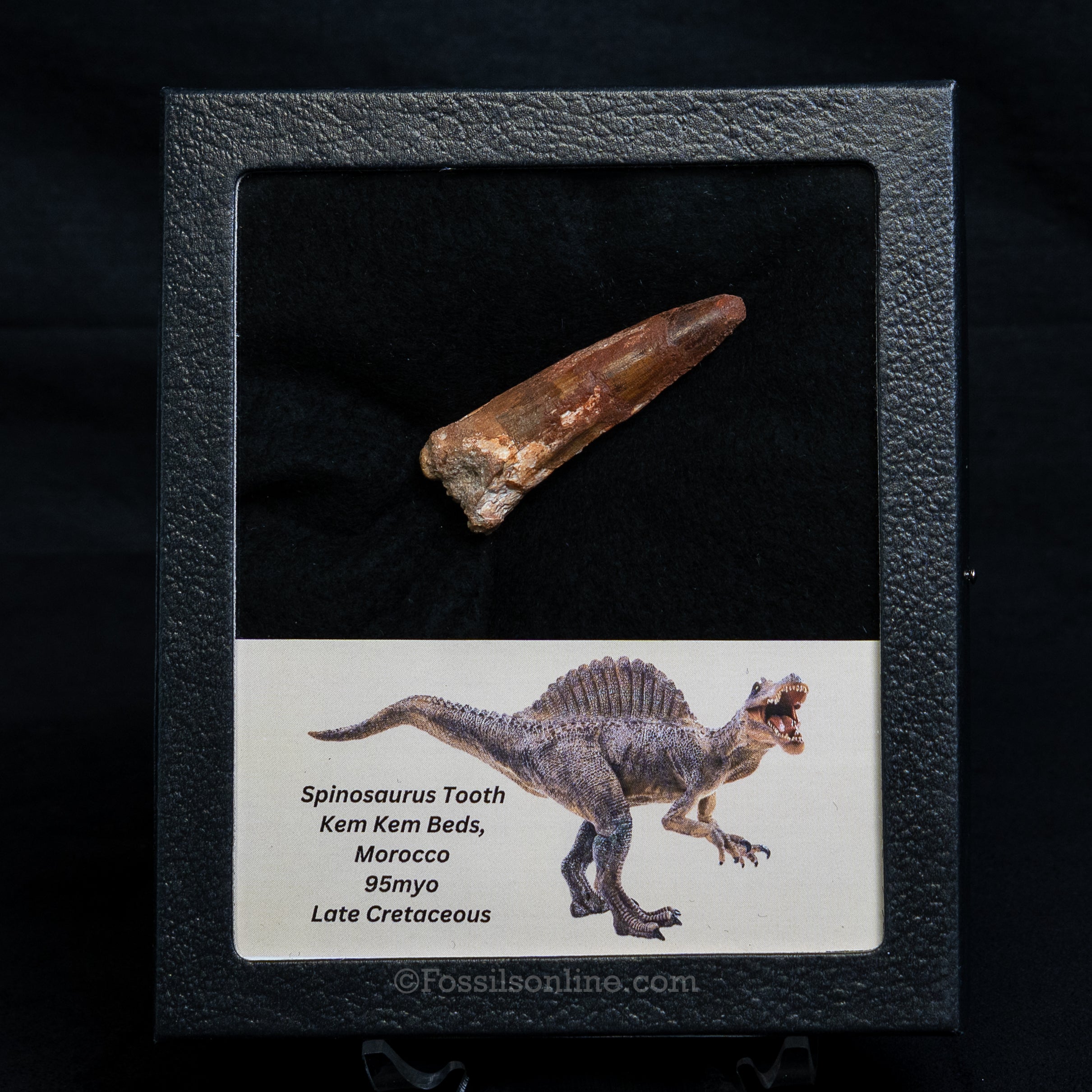 Spinosaurus Dinosaur Tooth Med Case
