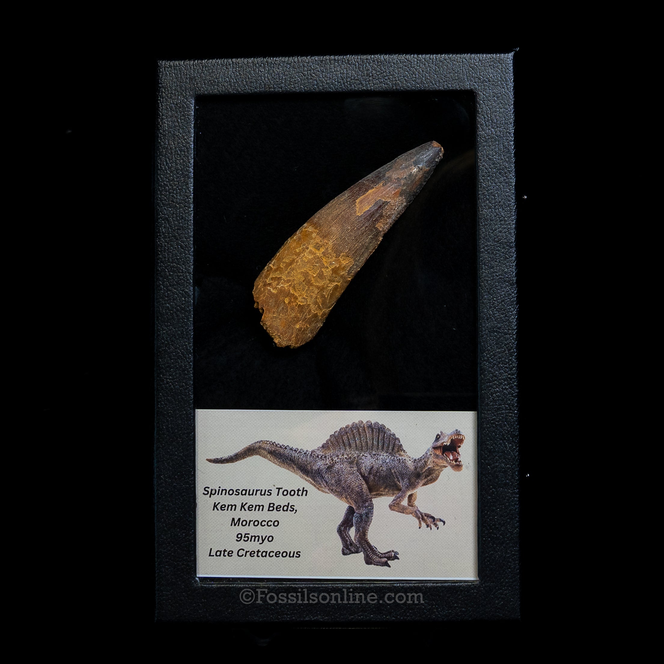 Spinosaurus Dinosaur Tooth Lg Case