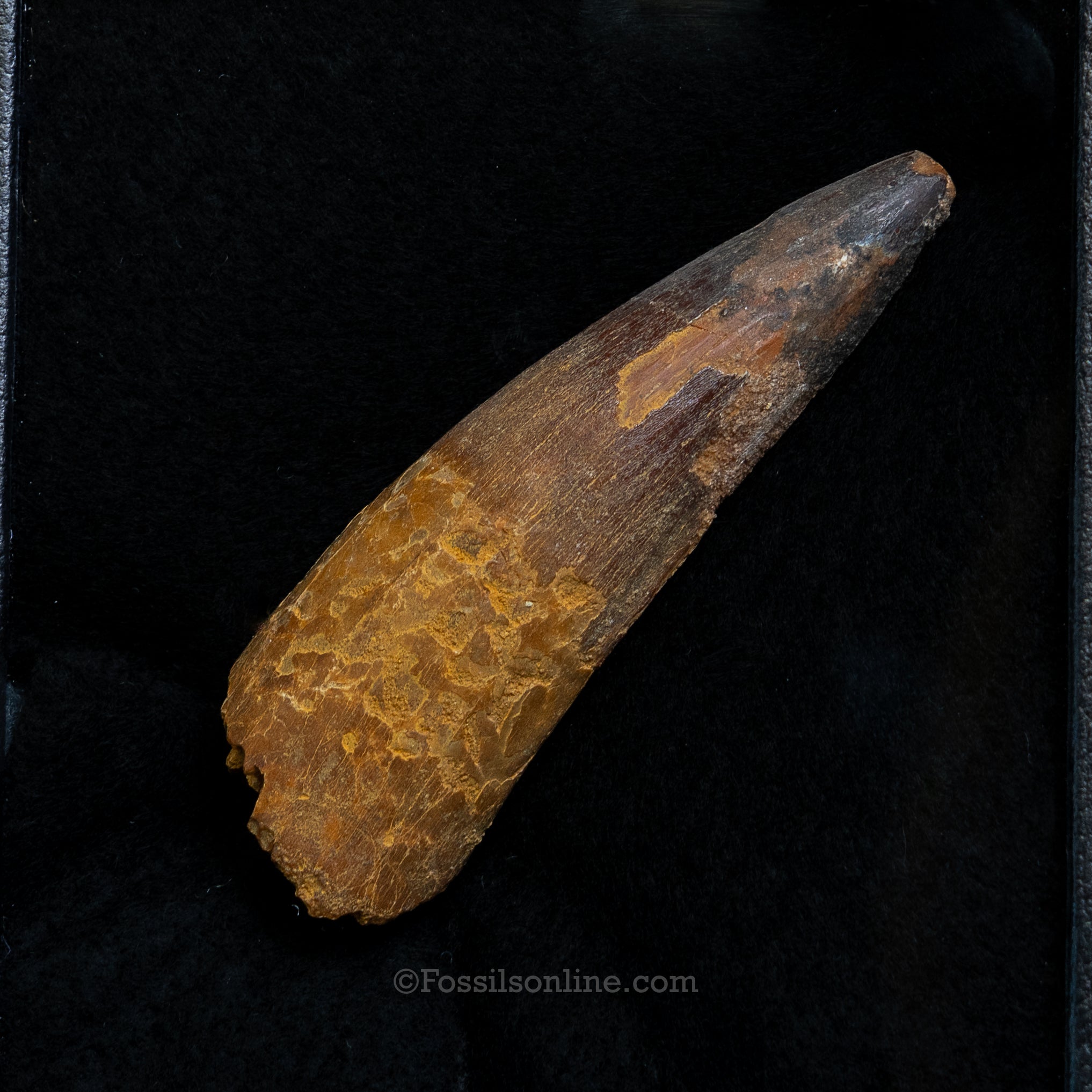 Spinosaurus Dinosaur Tooth Lg Case