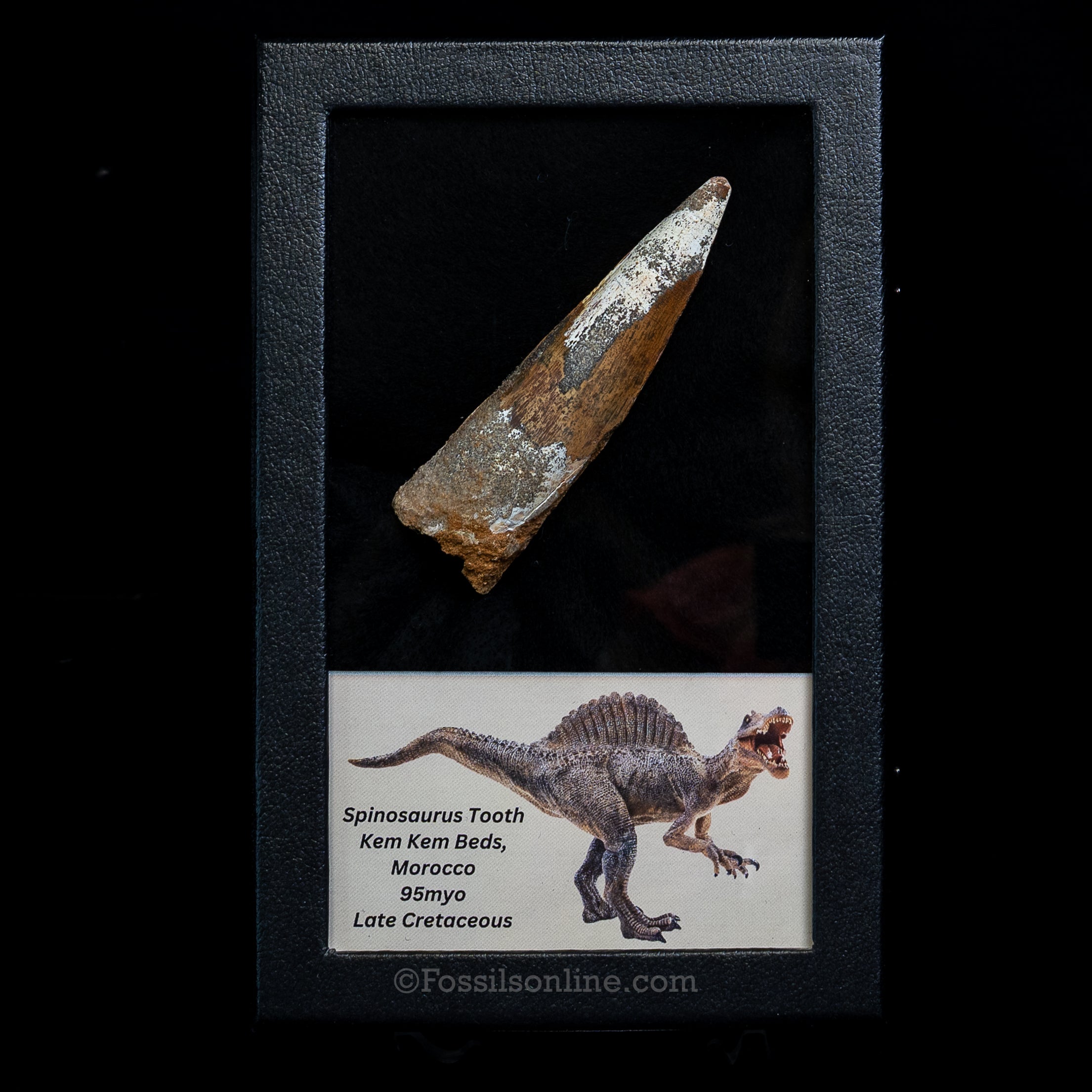 Spinosaurus Dinosaur Tooth Lg Case