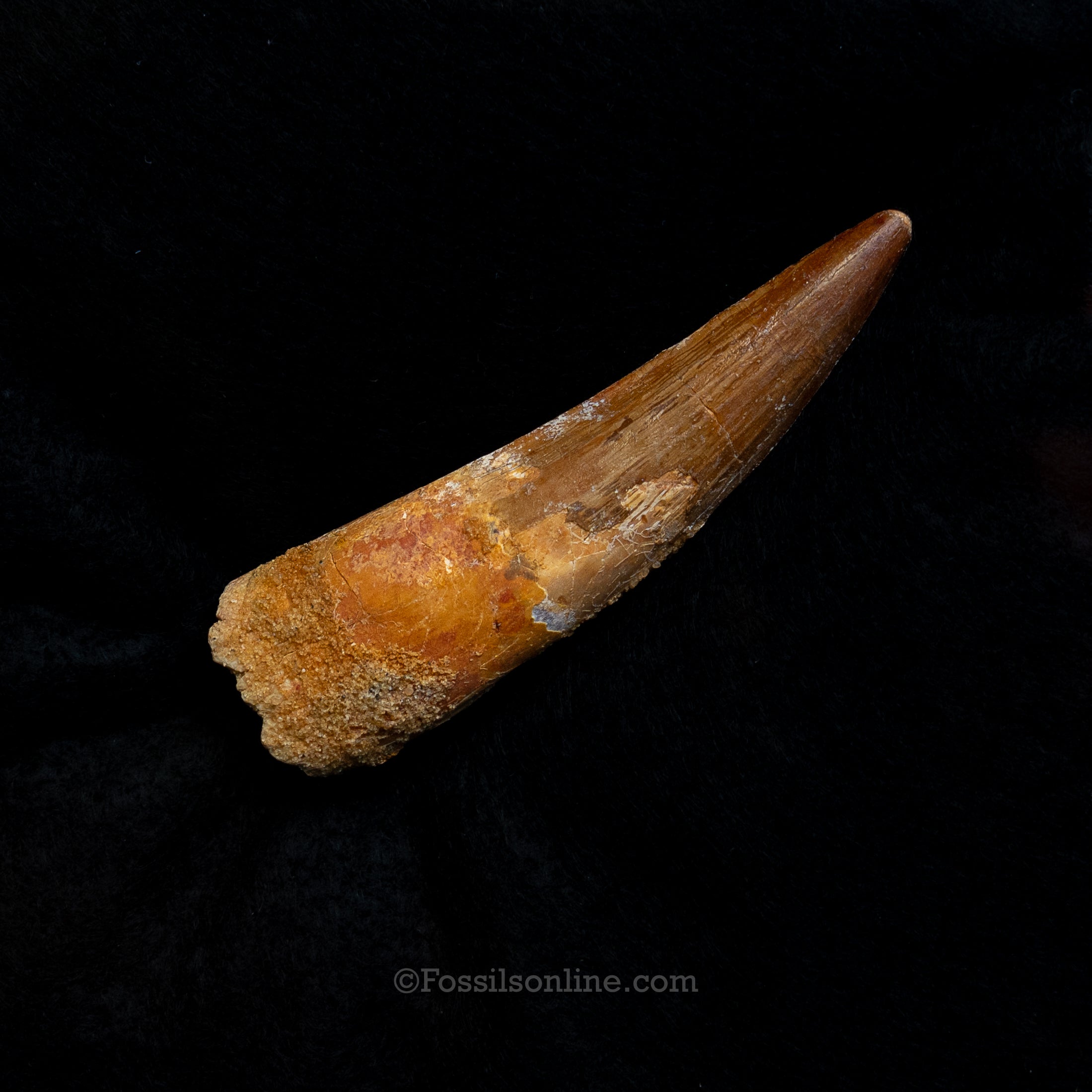 Spinosaurus Dinosaur Tooth Lg Case