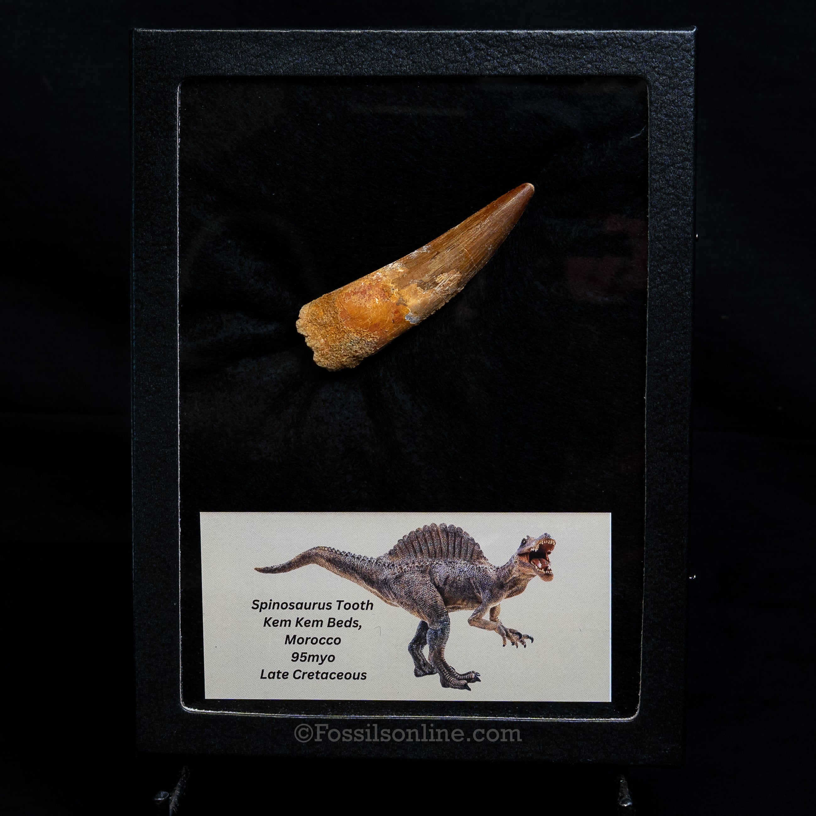 Spinosaurus Dinosaur Tooth Lg Case