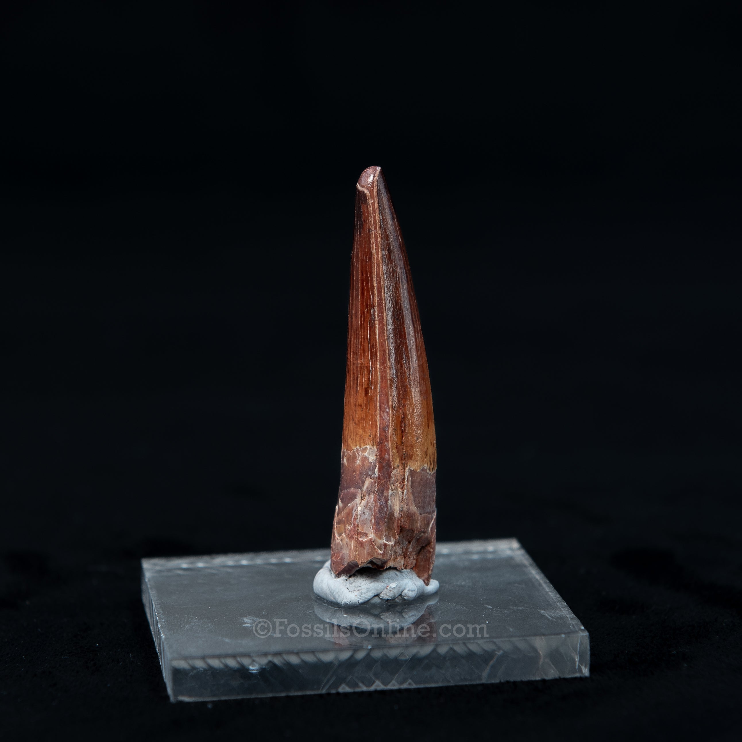 Pristine Spinosaurus Dinosaur Tooth 2.1"