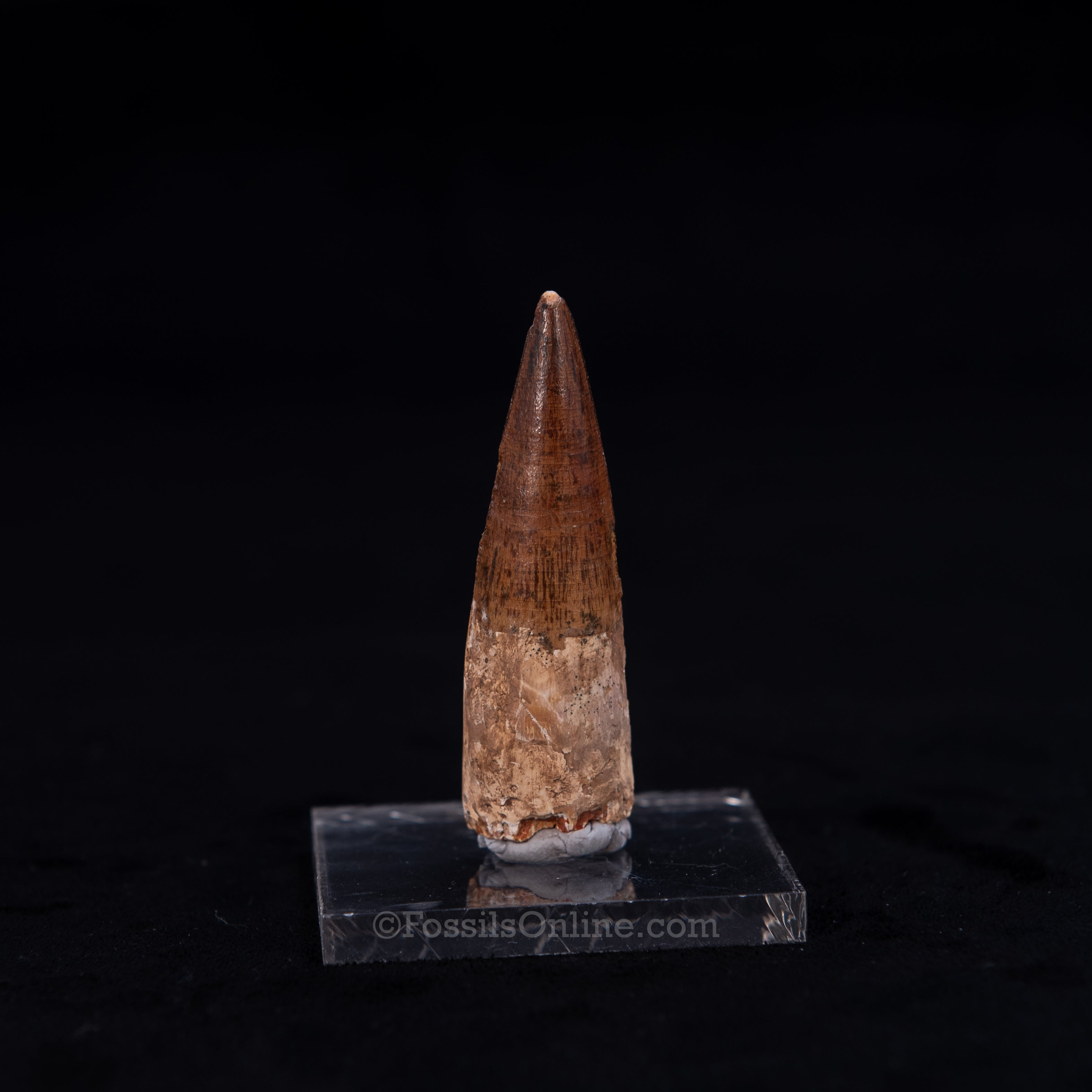Pristine Spinosaurus Dinosaur Tooth 2.4"