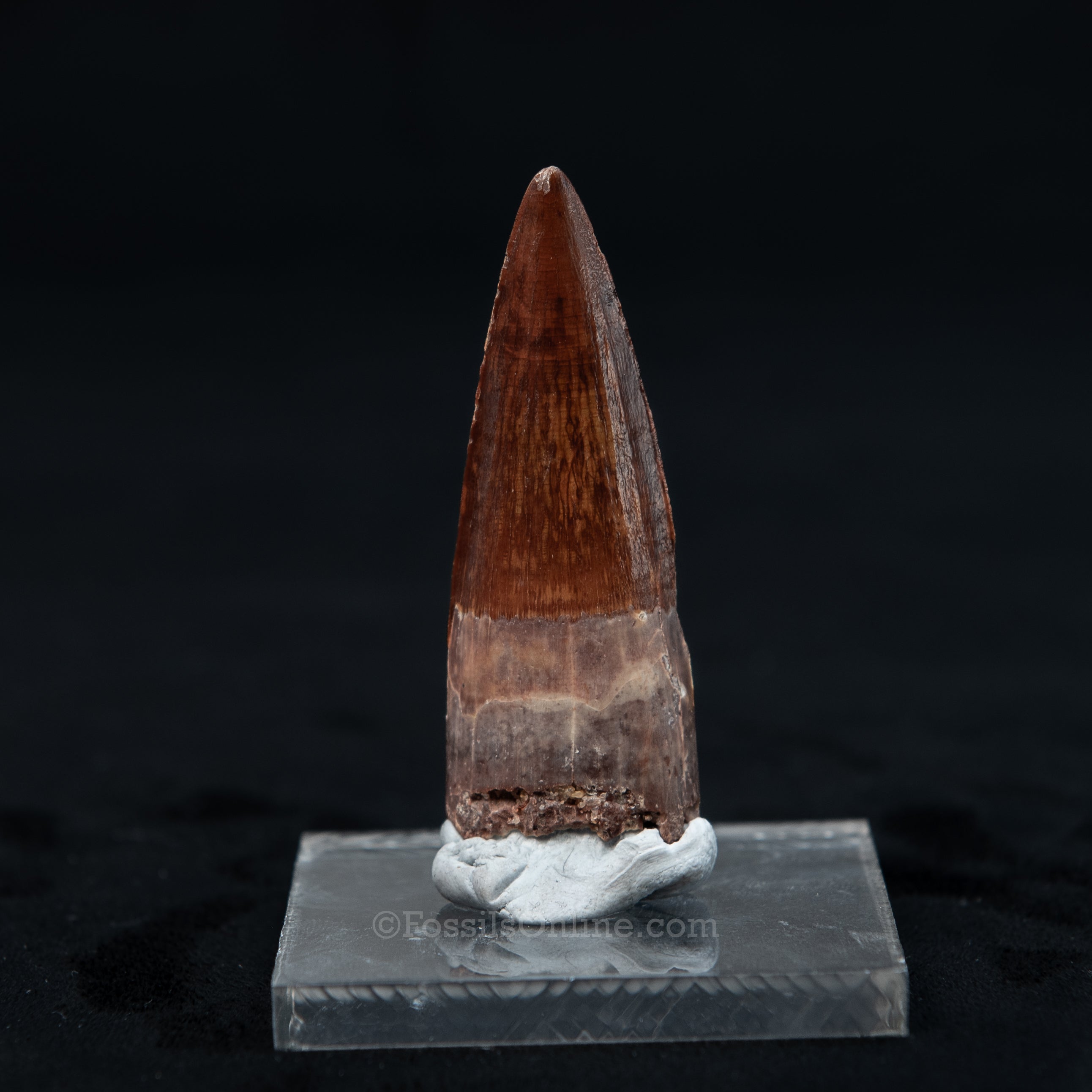 Pristine Spinosaurus Dinosaur Tooth 2.3"