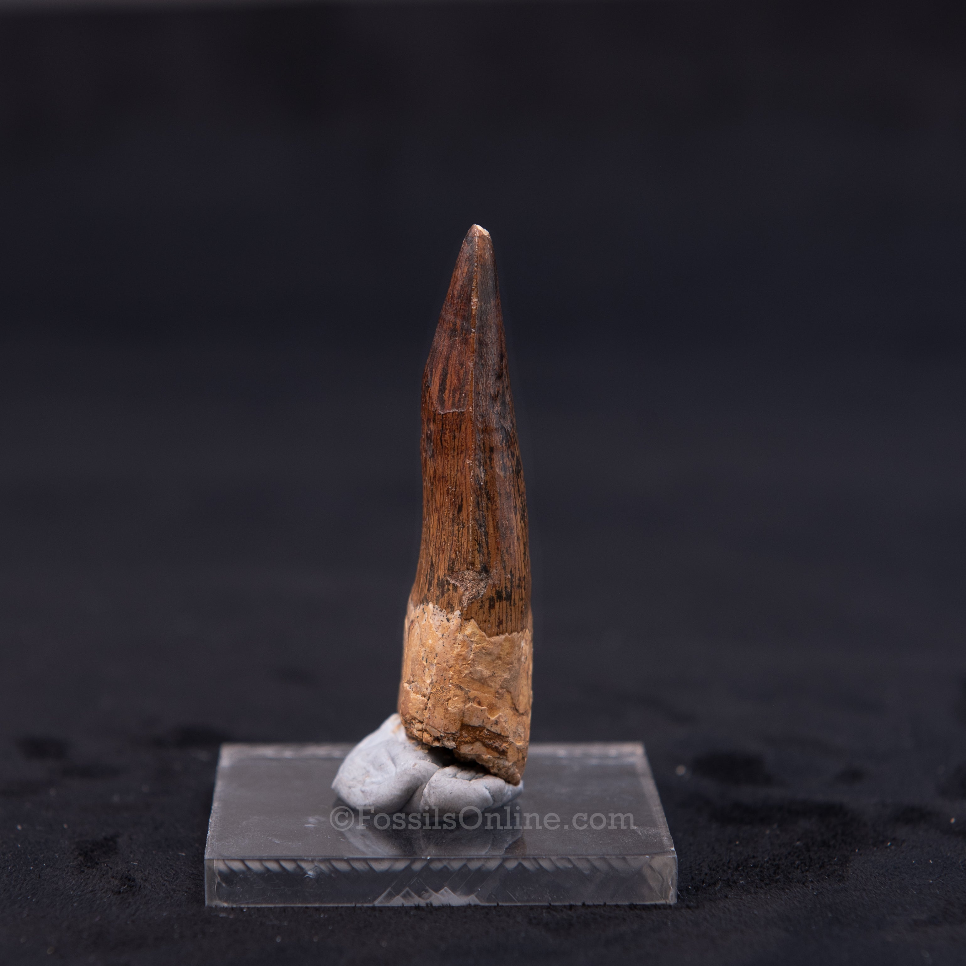 Pristine Spinosaurus Dinosaur Tooth 2.54"