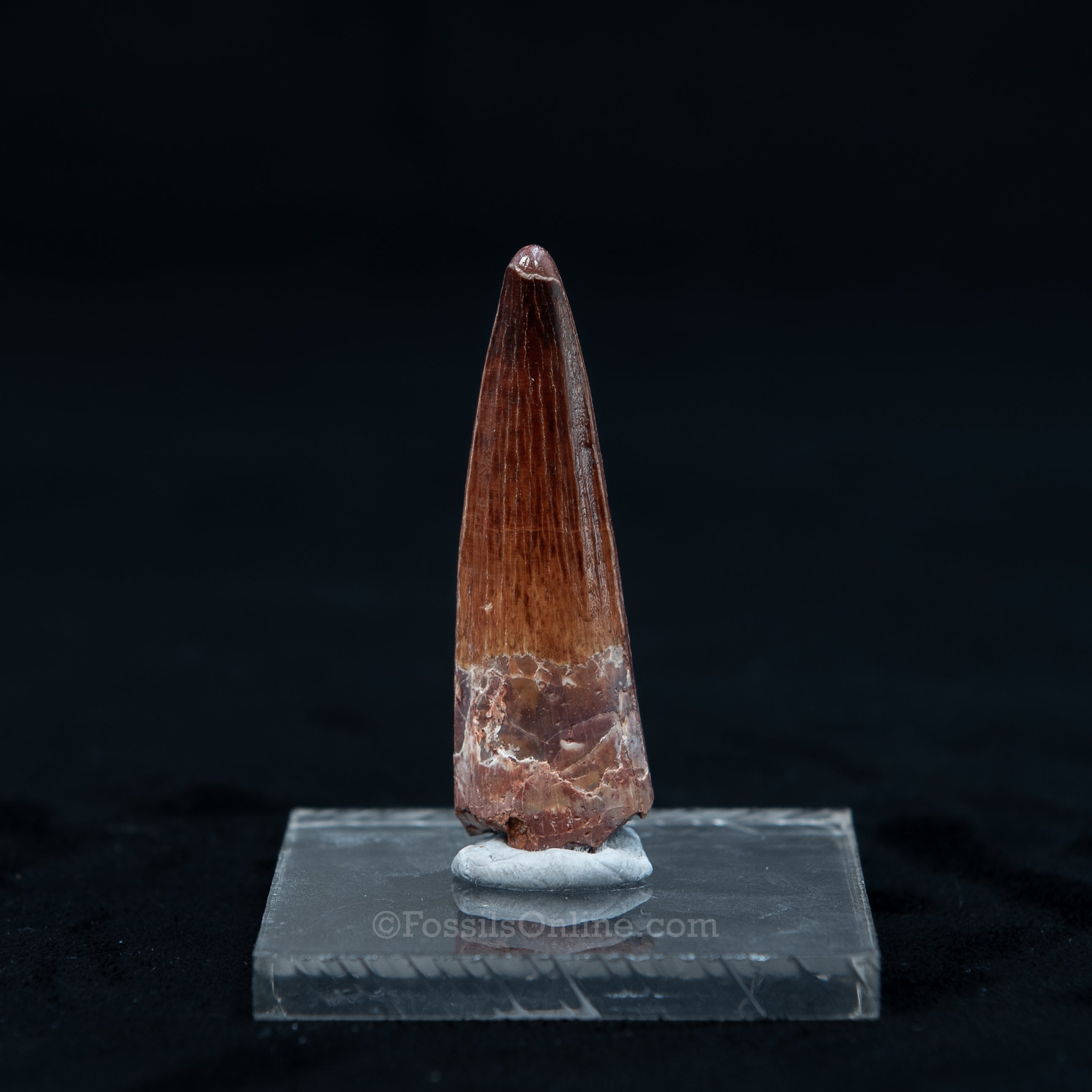 Pristine Spinosaurus Dinosaur Tooth 2.1"