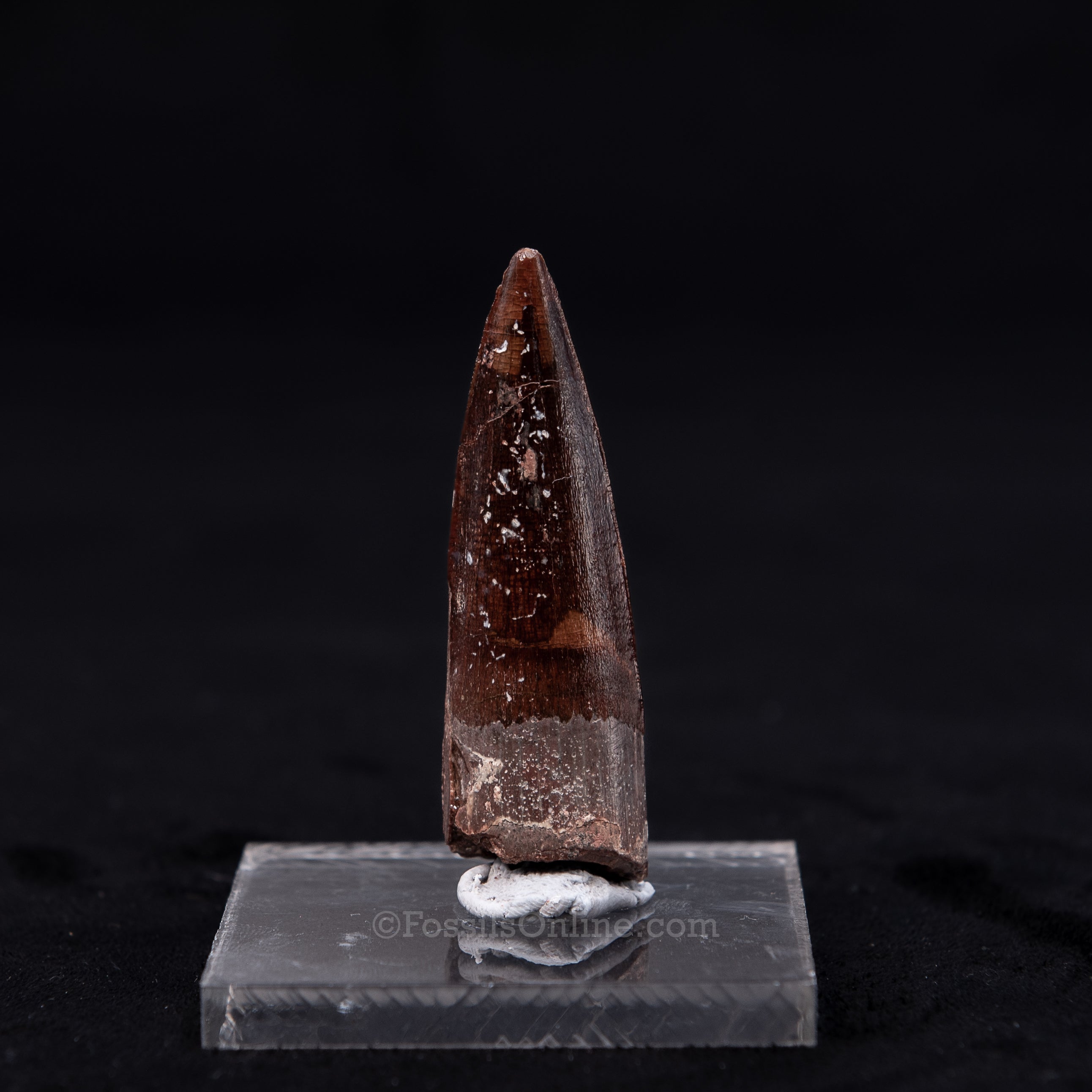 Pristine Spinosaurus Dinosaur Tooth 2.26"