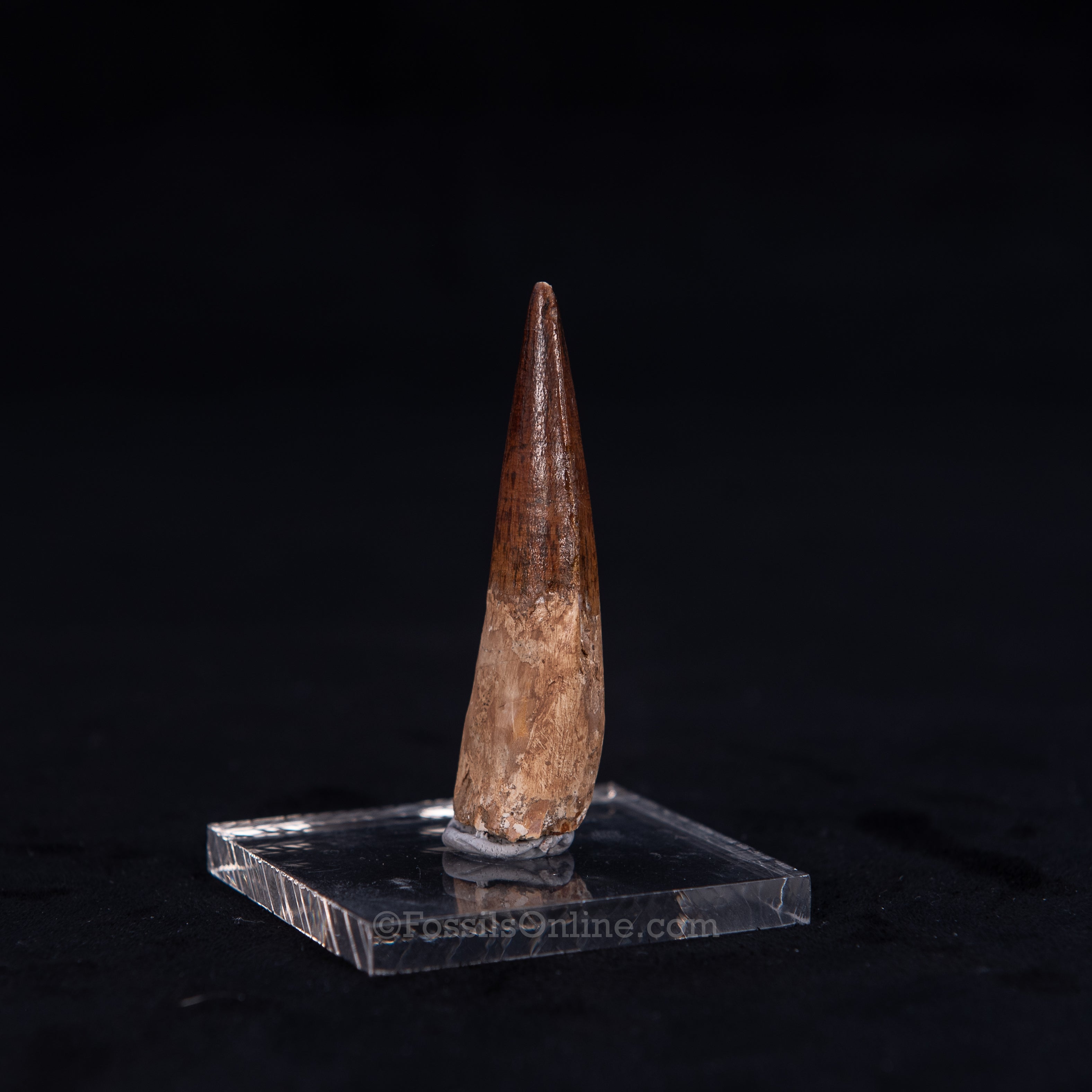 Pristine Spinosaurus Dinosaur Tooth 2.4"