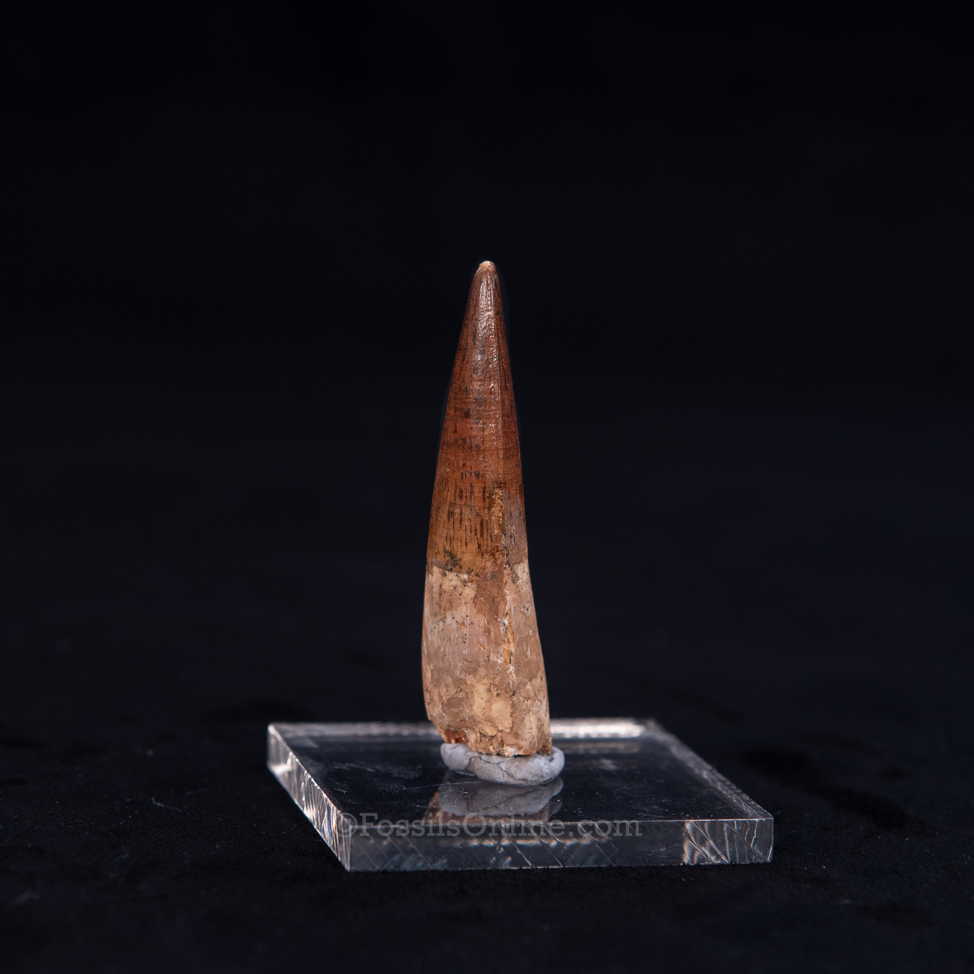 Pristine Spinosaurus Dinosaur Tooth 2.4"