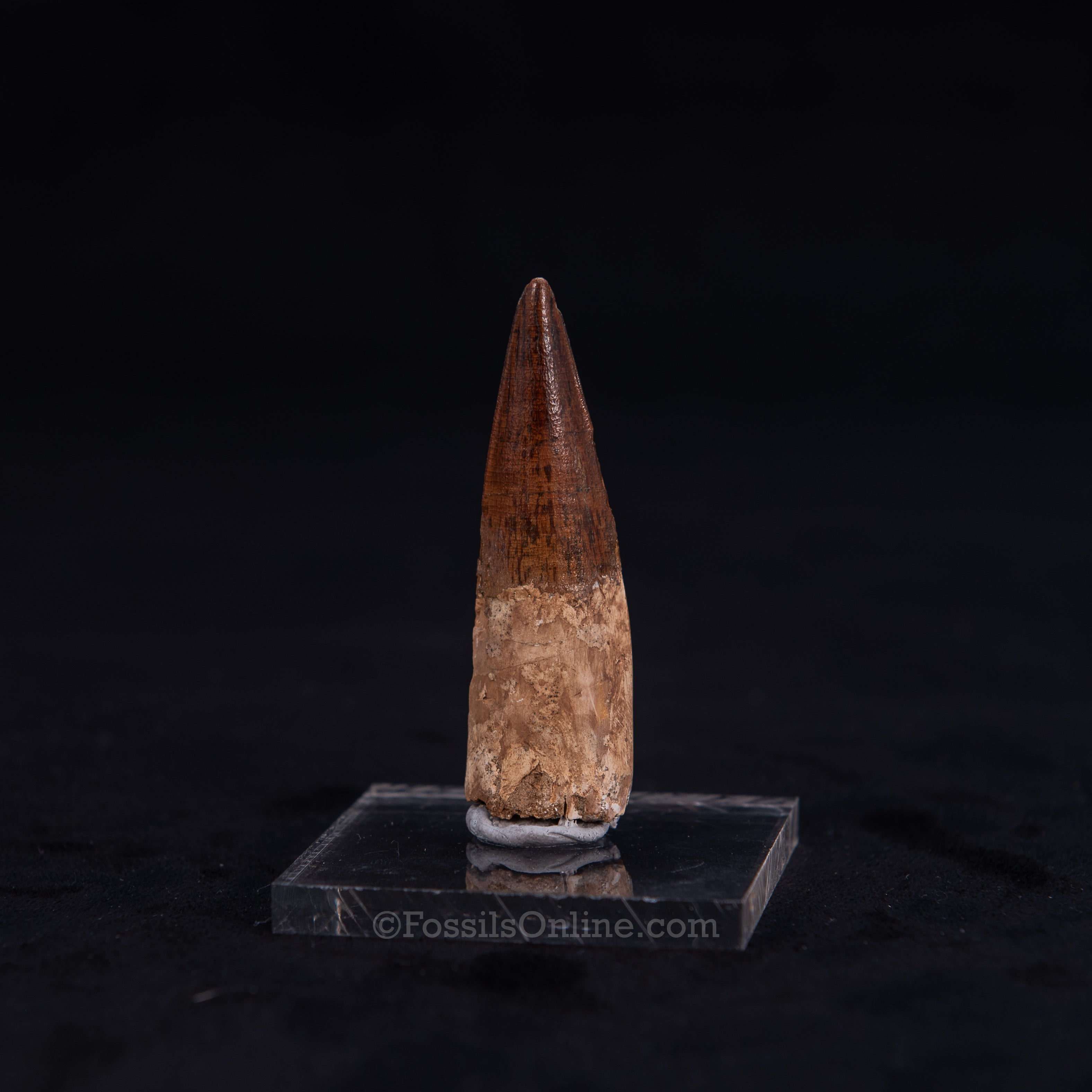 Pristine Spinosaurus Dinosaur Tooth 2.4"