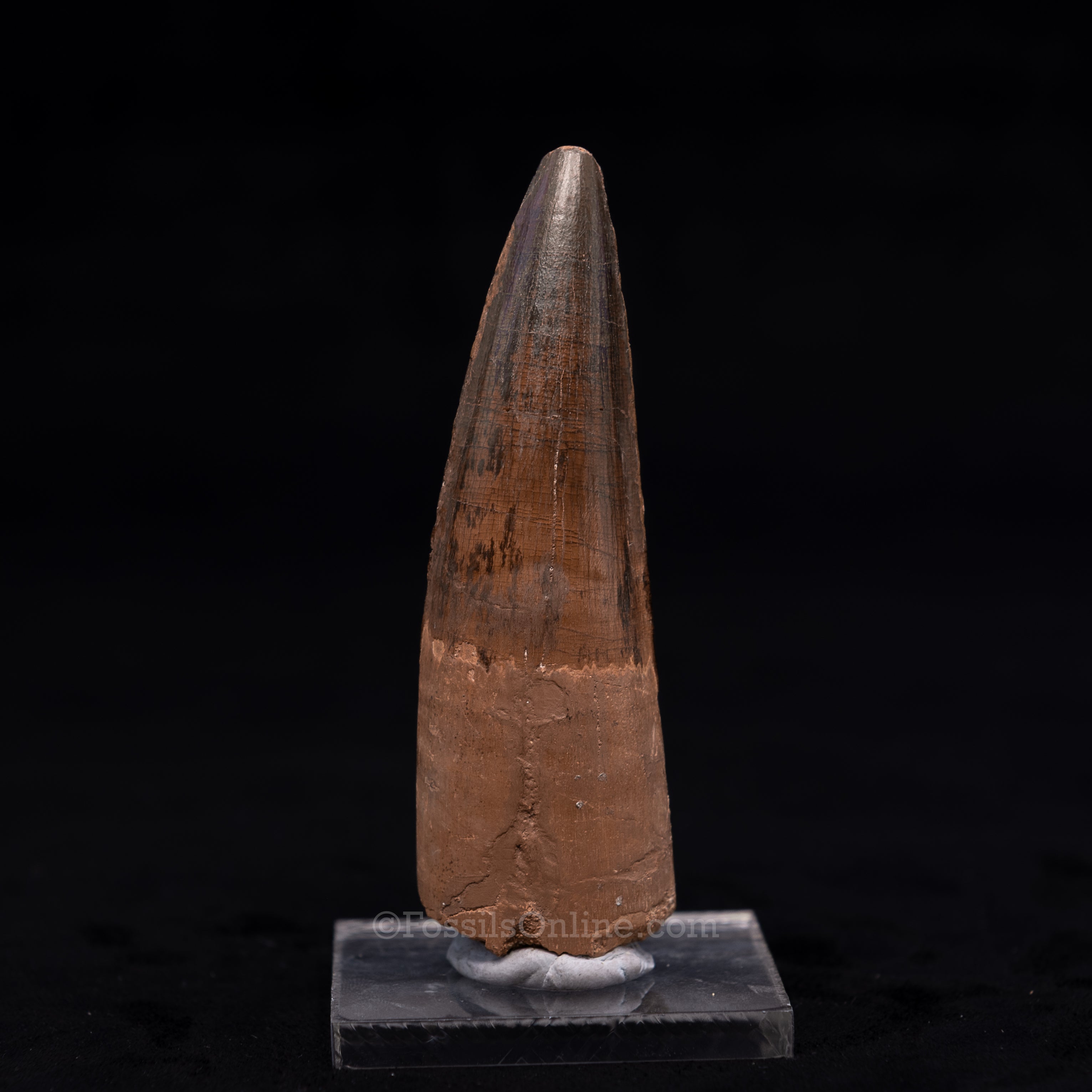 Large Spinosaurus Dinosaur Tooth 3.62"