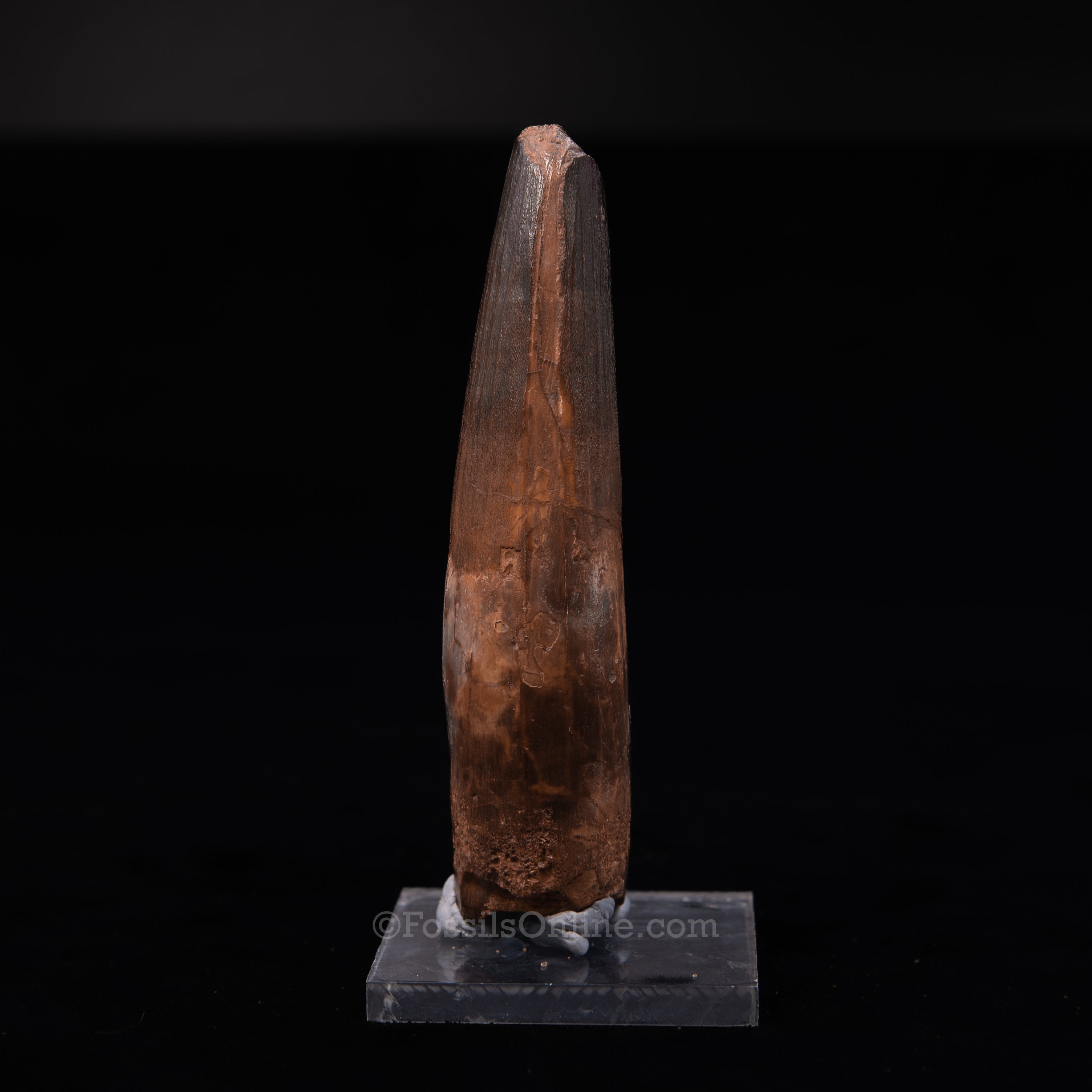 Large Spinosaurus Dinosaur Tooth 4.33"