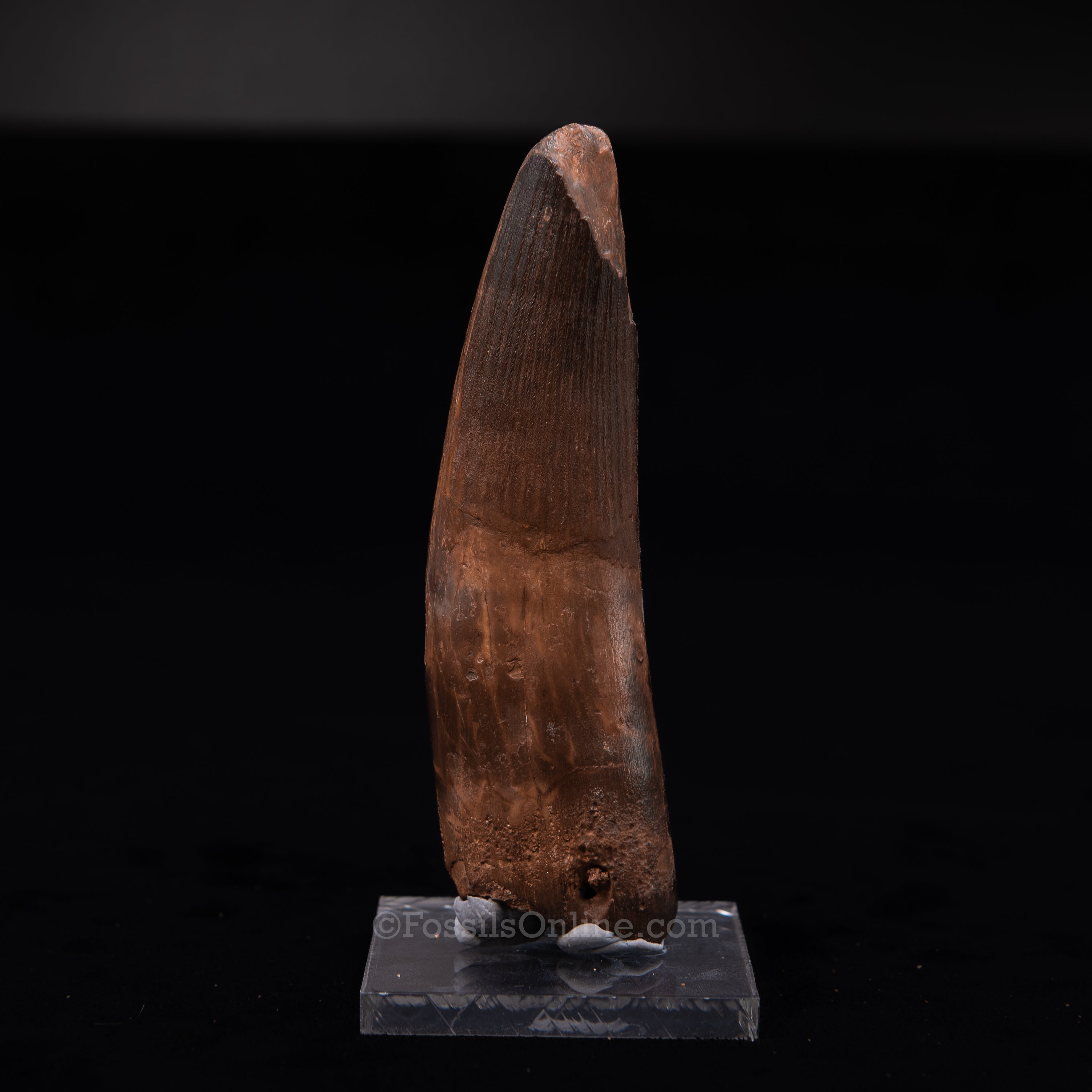 Large Spinosaurus Dinosaur Tooth 4.33"