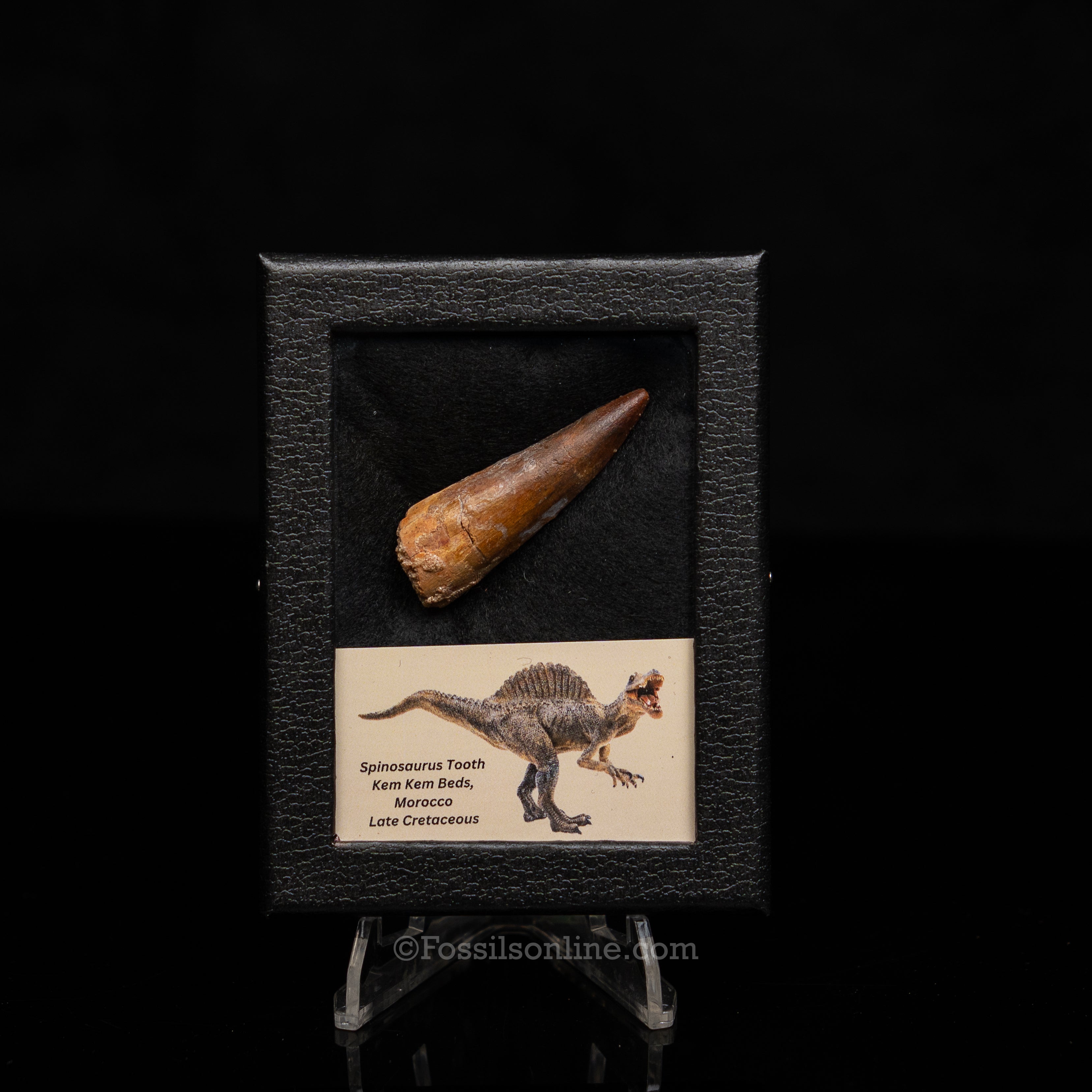 Choice Spinosaurus Dinosaur Tooth Sm Case