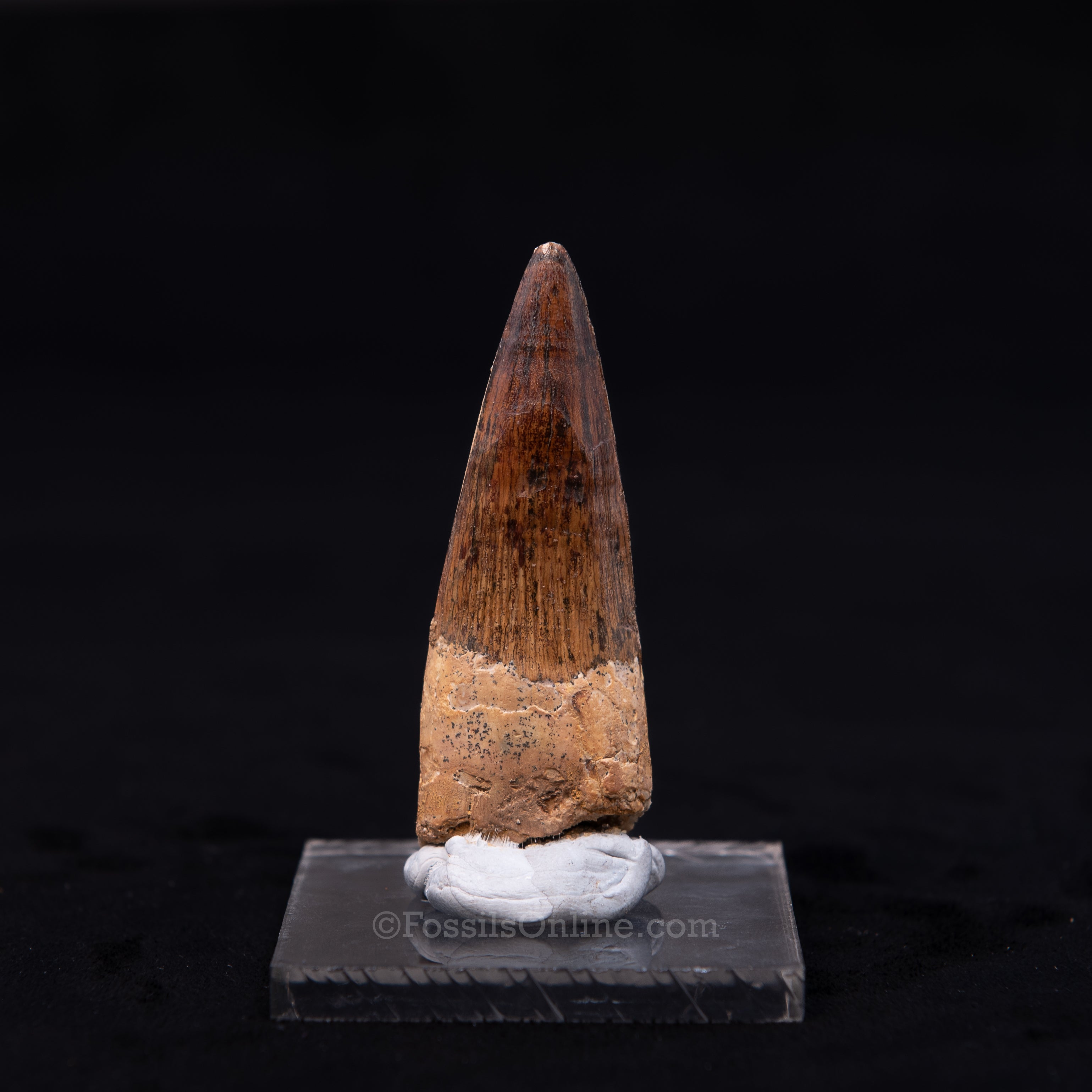 Pristine Spinosaurus Dinosaur Tooth 2.54"
