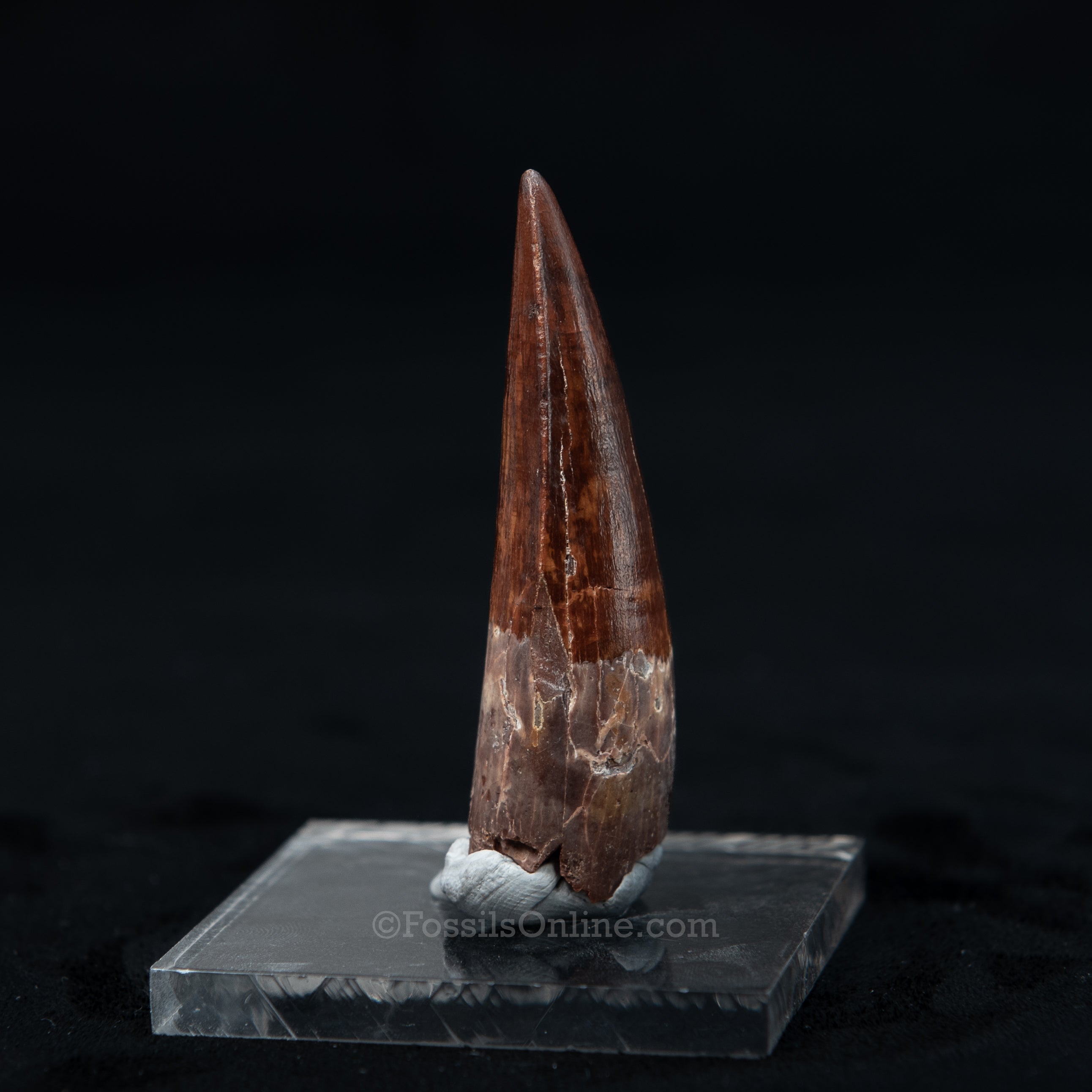 Pristine Spinosaurus Dinosaur Tooth 2.3"