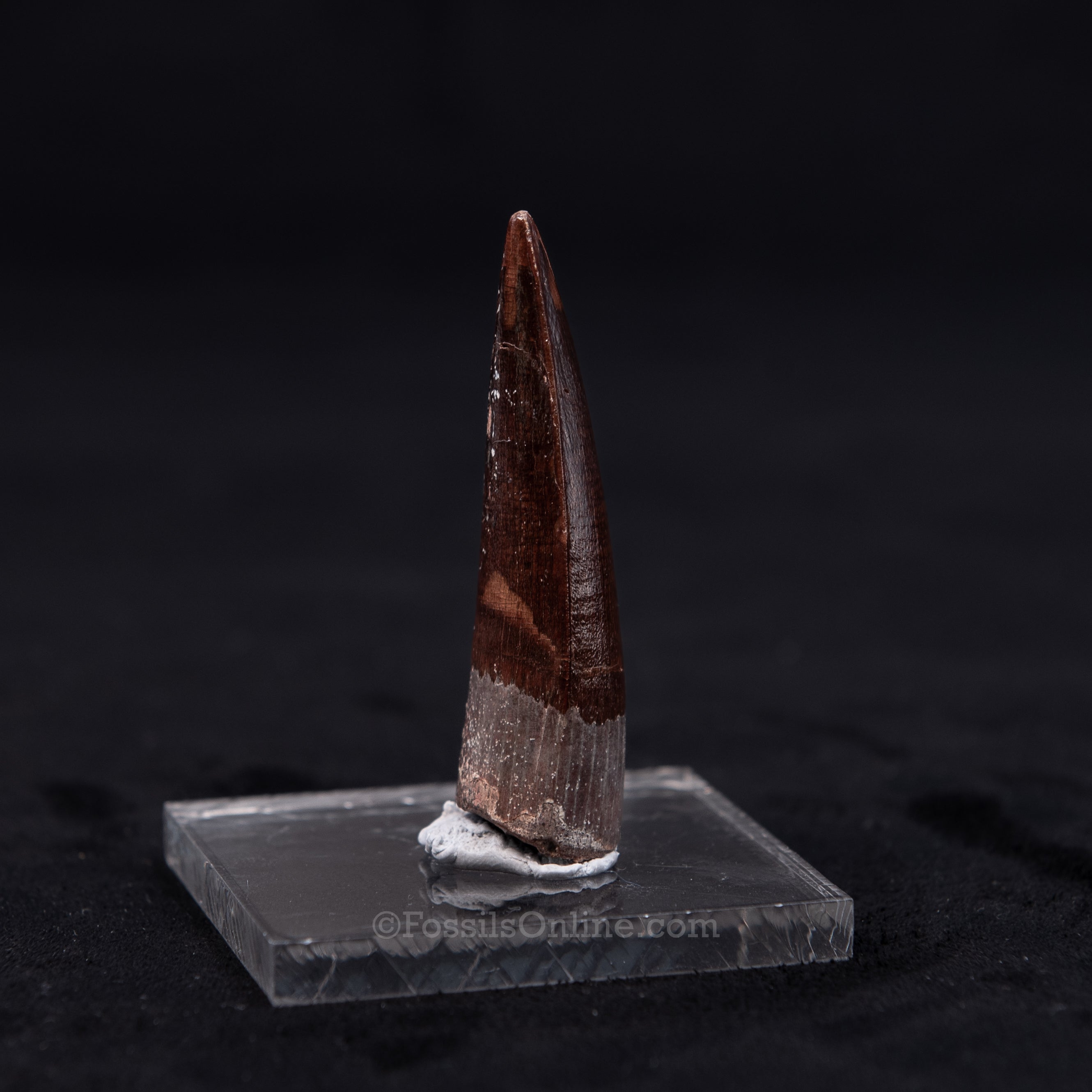 Pristine Spinosaurus Dinosaur Tooth 2.26"
