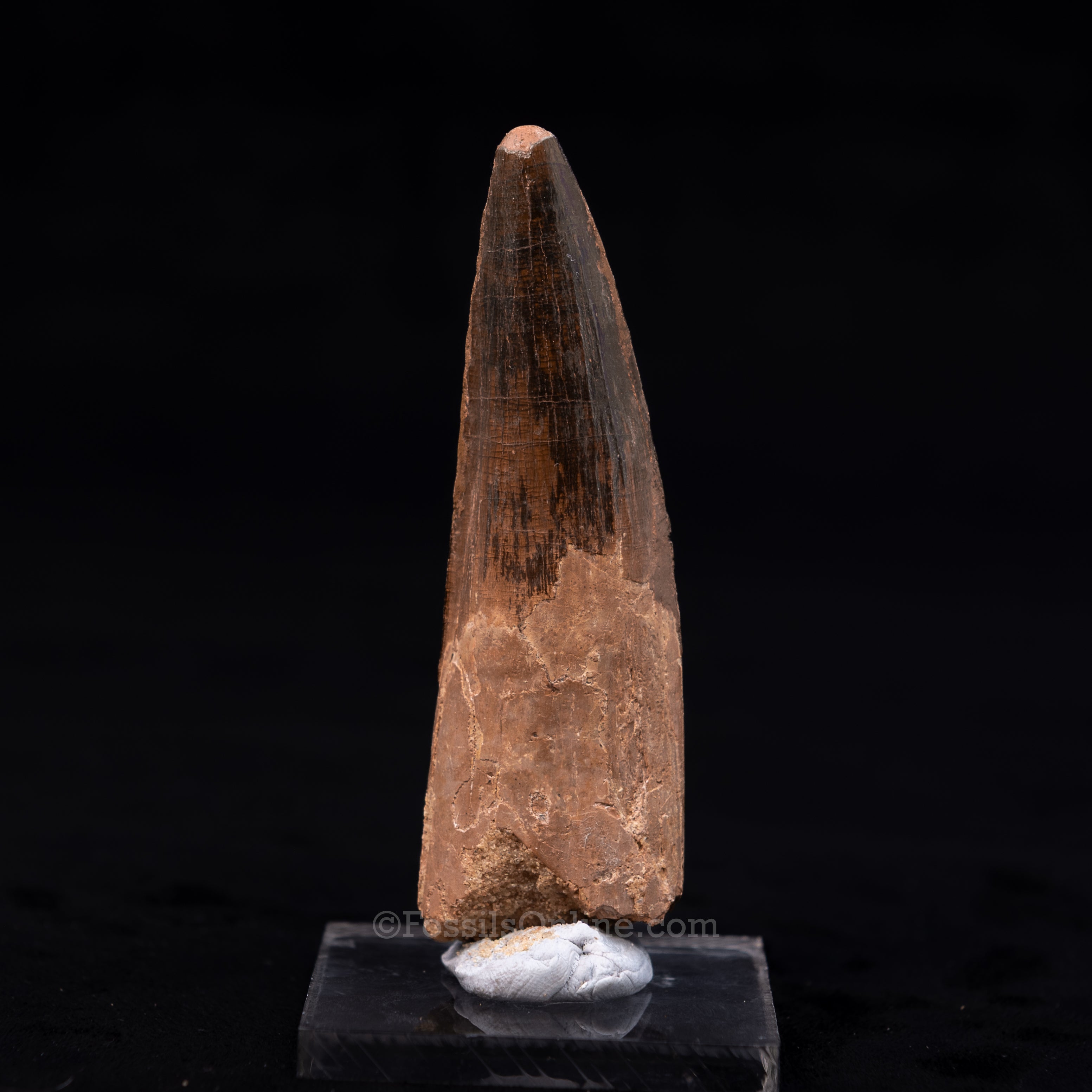 Large Spinosaurus Dinosaur Tooth 3.62"