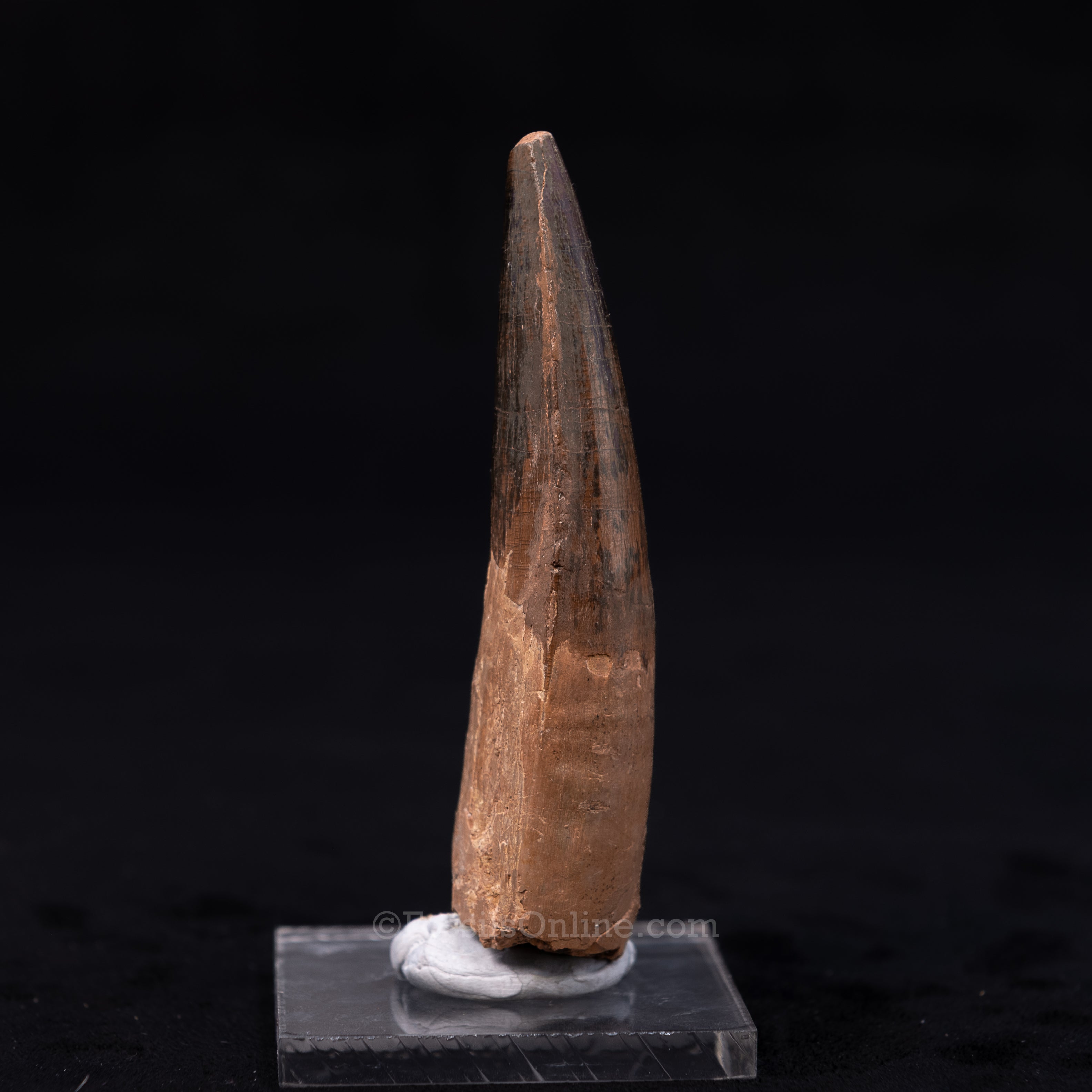 Large Spinosaurus Dinosaur Tooth 3.62"