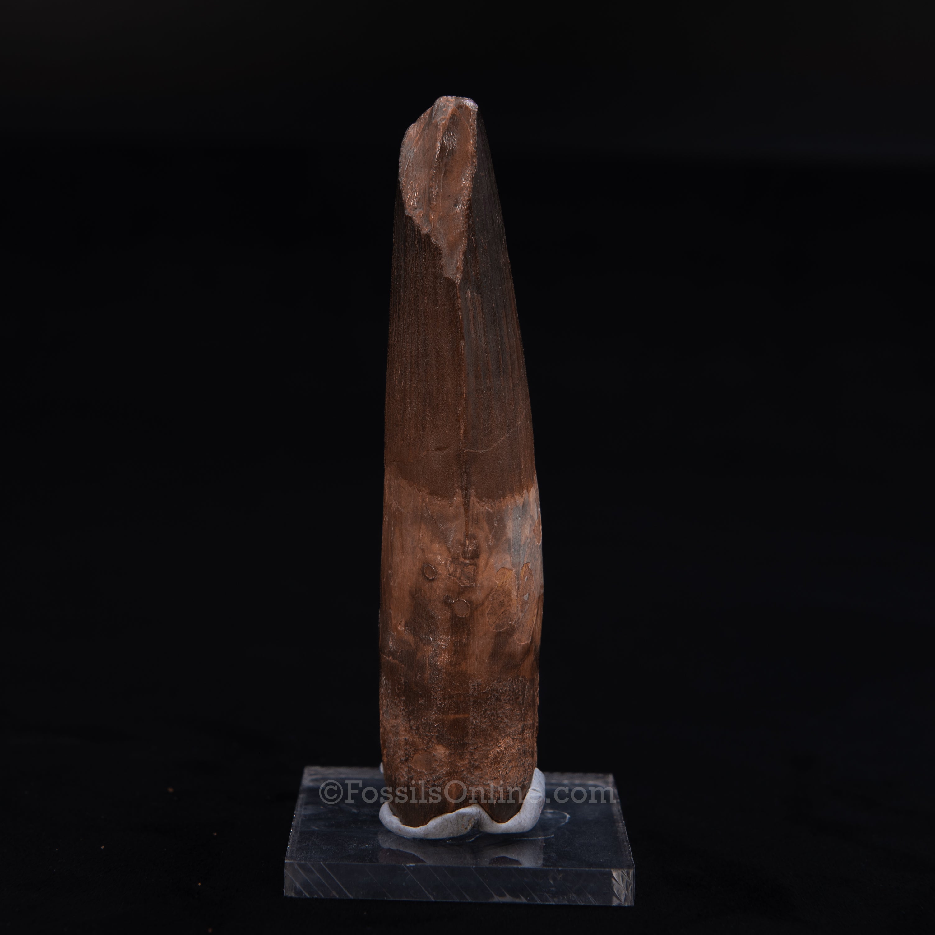 Large Spinosaurus Dinosaur Tooth 4.33"
