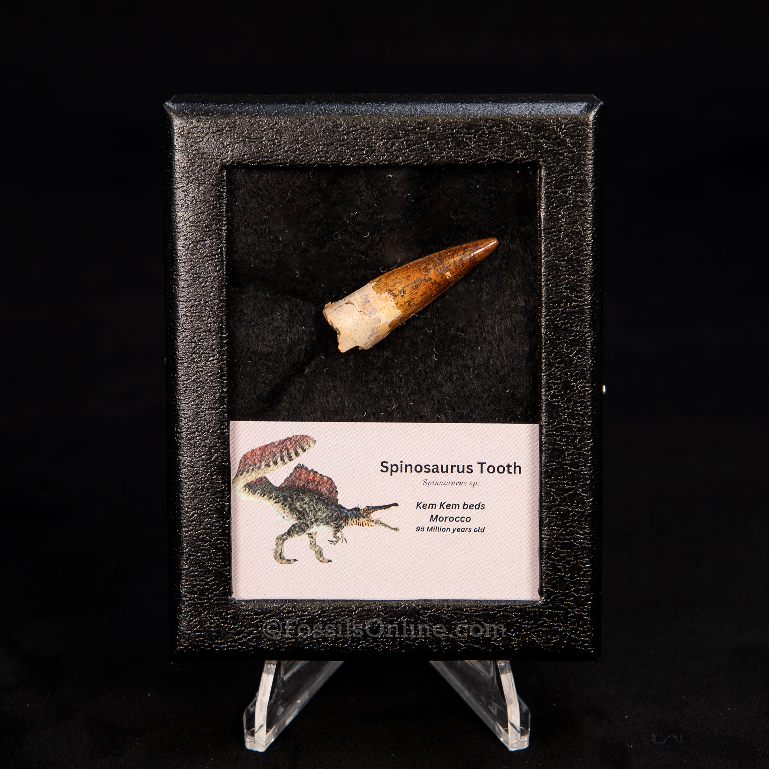 Choice Spinosaurus Dinosaur Tooth Sm Case
