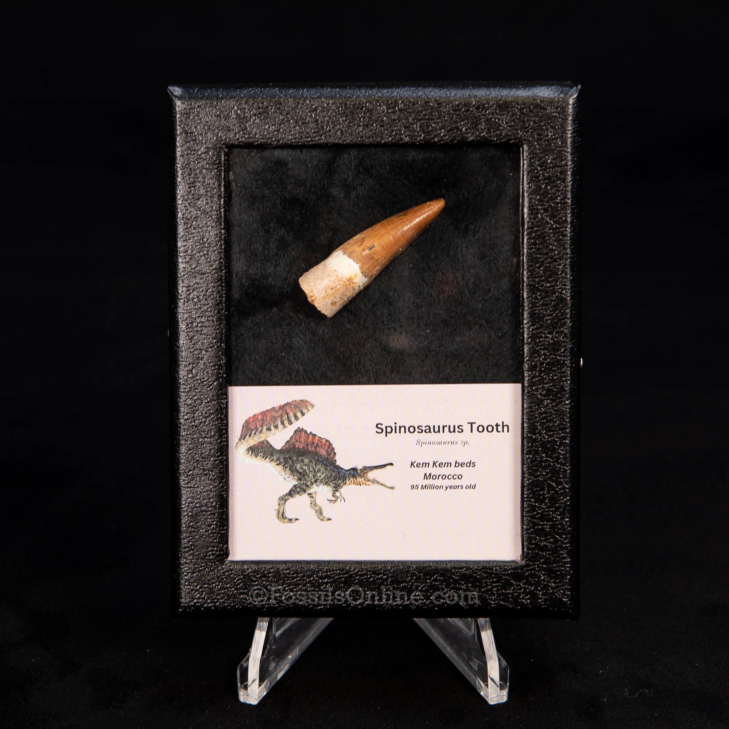 Choice Spinosaurus Dinosaur Tooth Sm Case