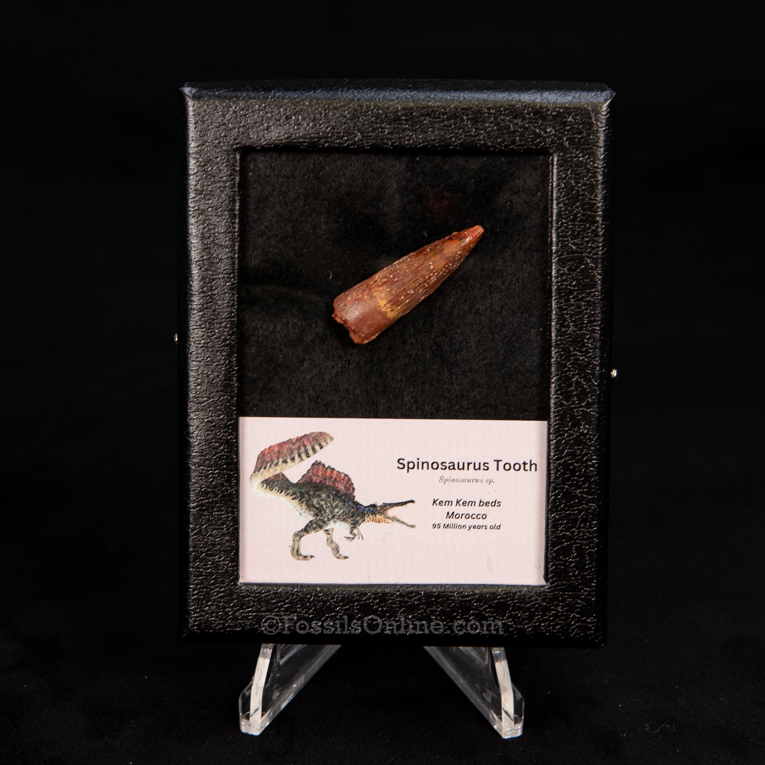 Choice Spinosaurus Dinosaur Tooth Sm Case